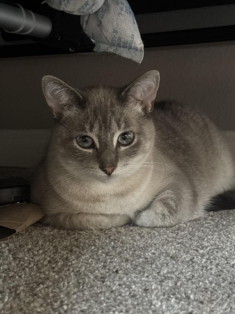 Enlarge Eira (26-044 C), a Adoptable Domestic Short Hair in Lansing, MI image 6/6