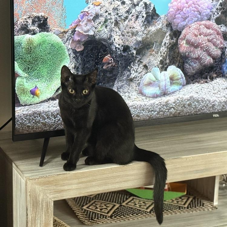 Calvin Klein — thumbnail 3