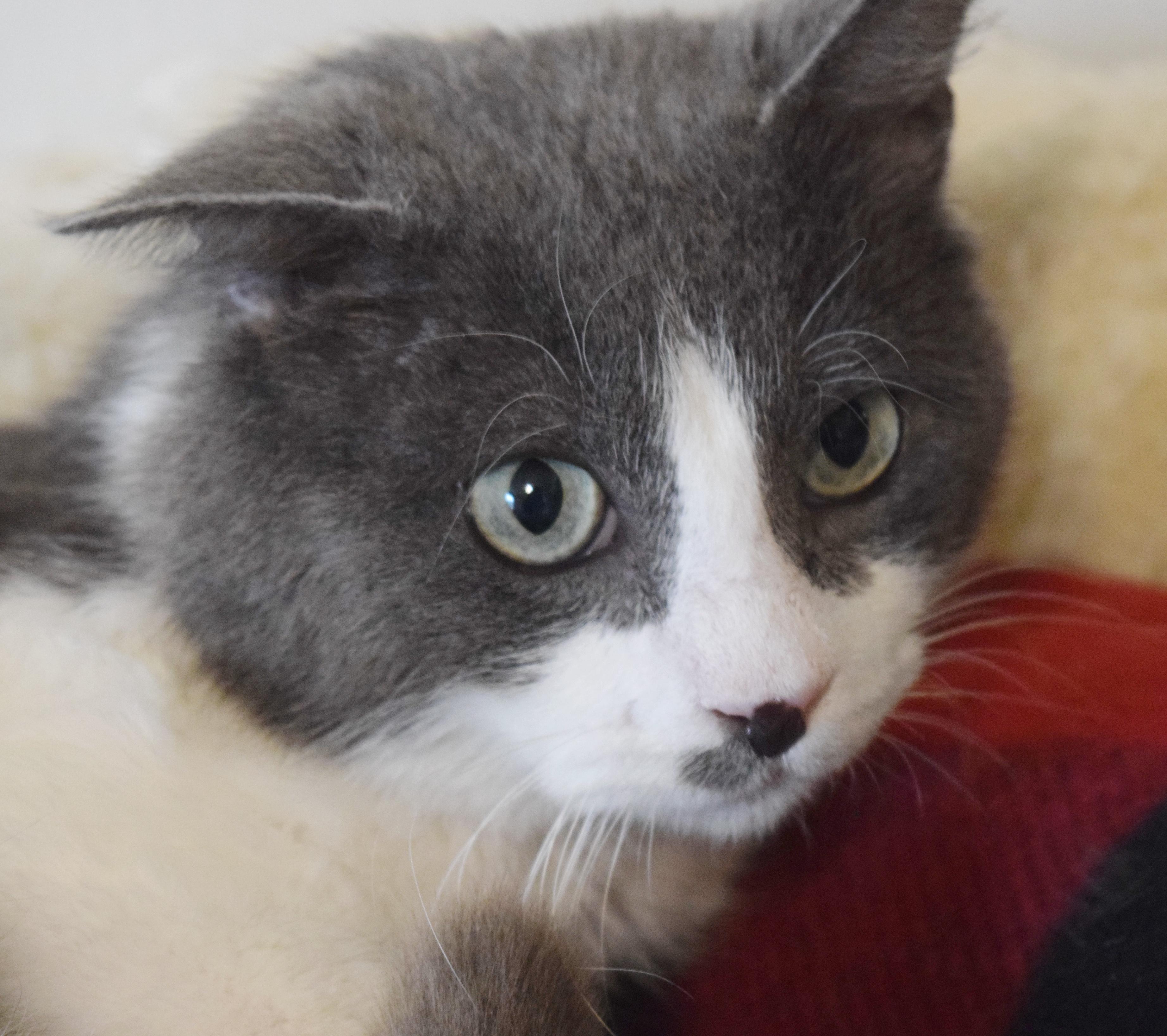 Enlarge Frisbee, an adopted mixed breed in Bulverde, TX image 3/6