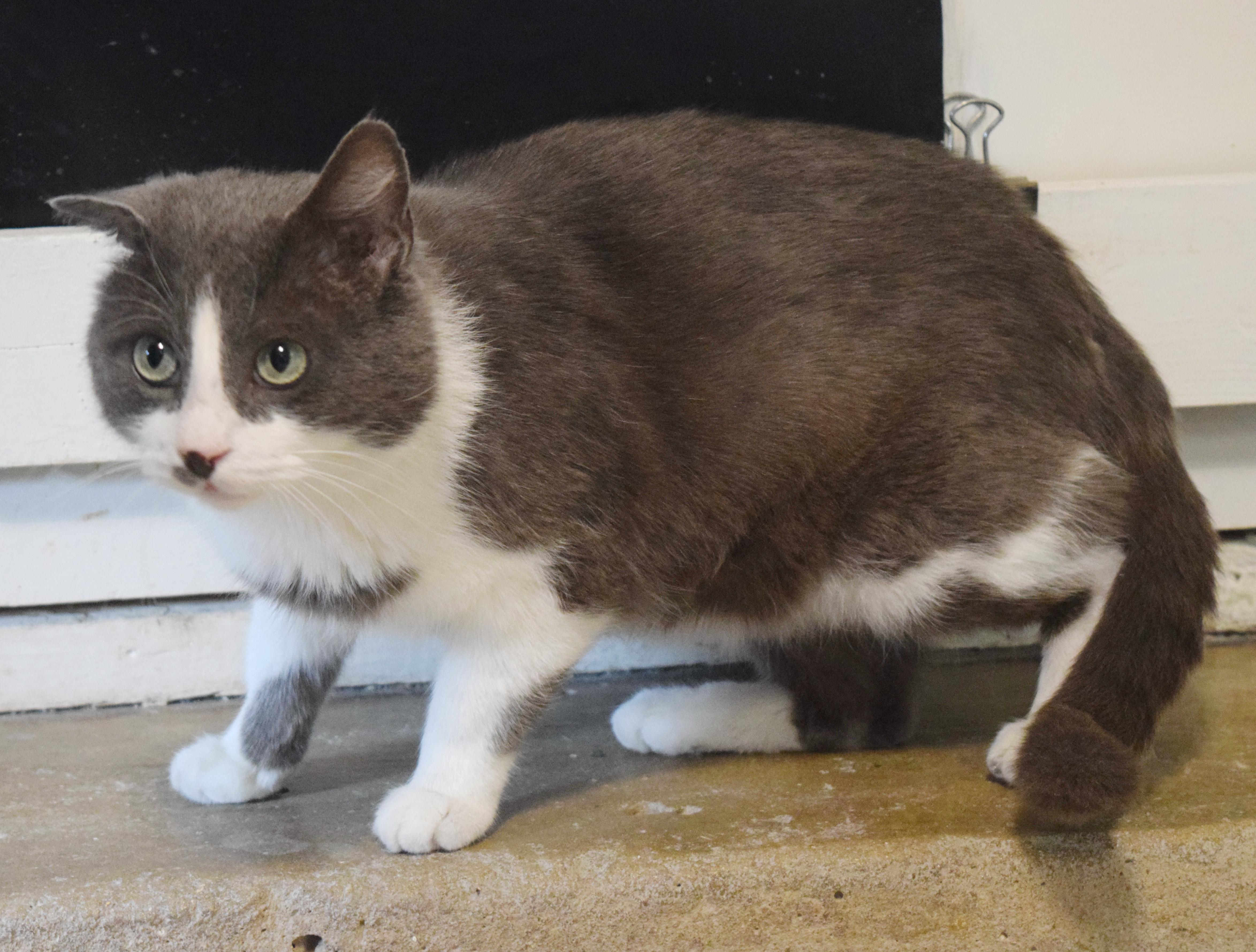 Enlarge Frisbee, an adopted mixed breed in Bulverde, TX image 5/6