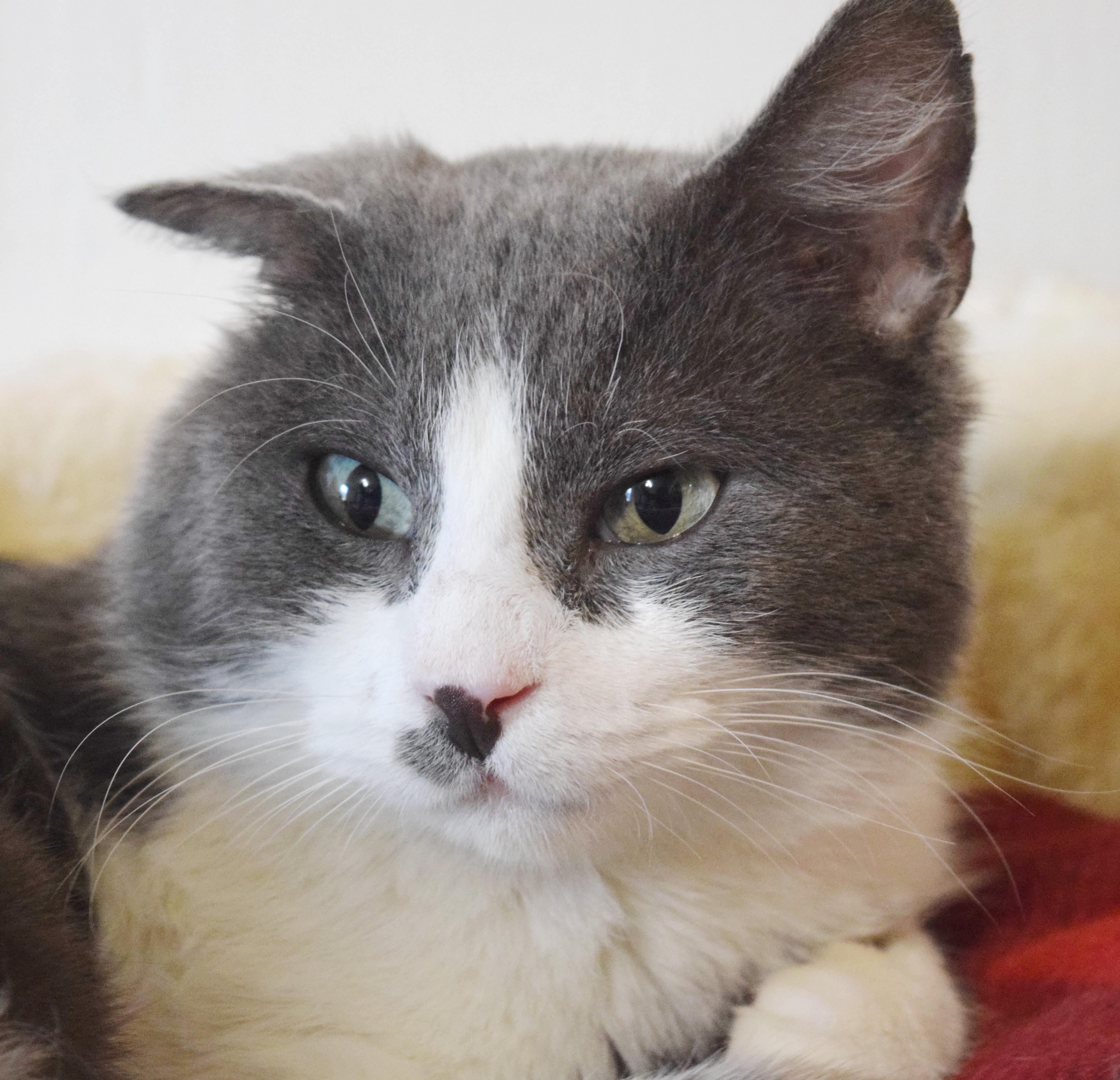 Enlarge Frisbee, an adopted mixed breed in Bulverde, TX image 4/6
