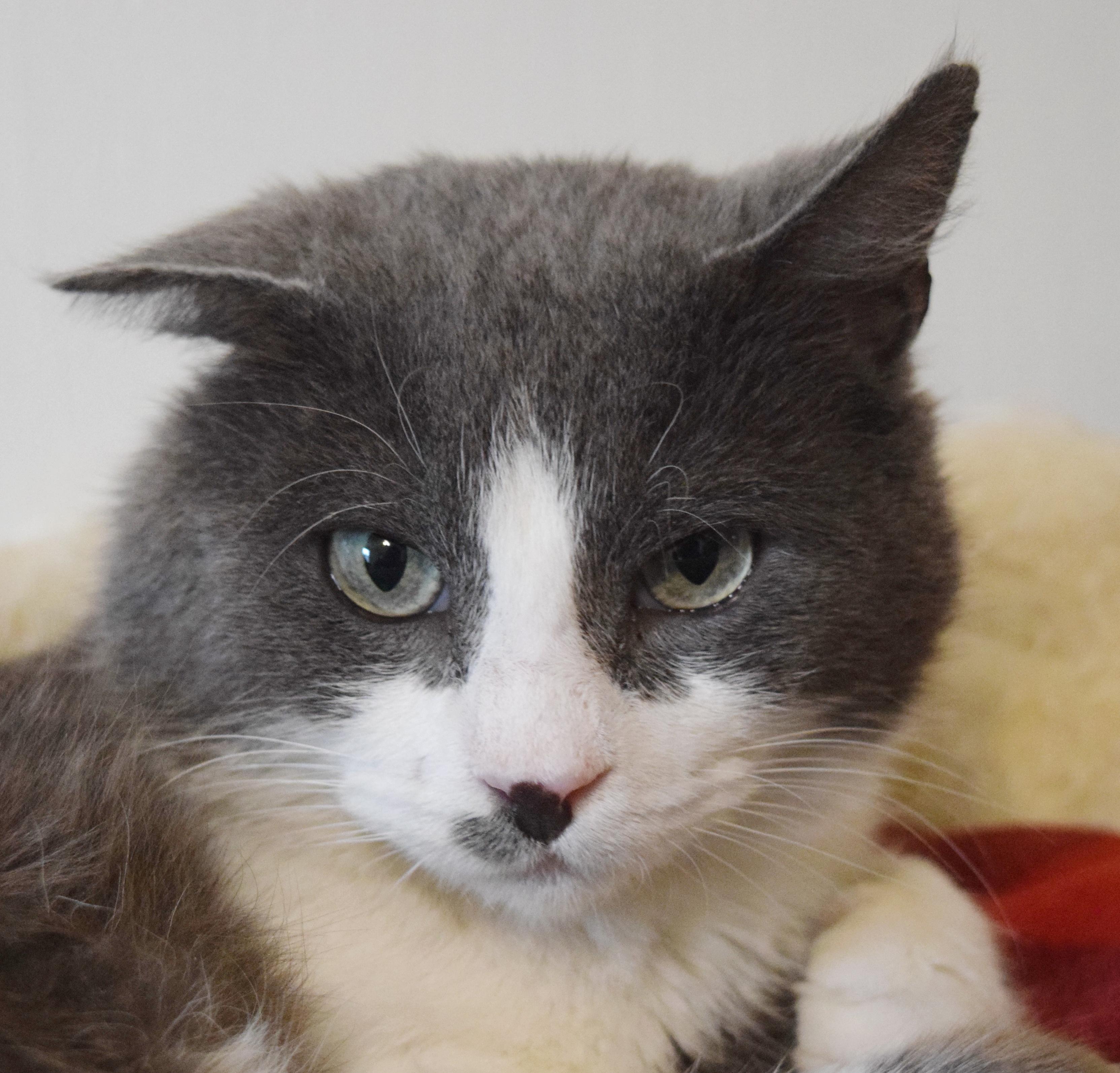 Enlarge Frisbee, an adopted mixed breed in Bulverde, TX image 1/6