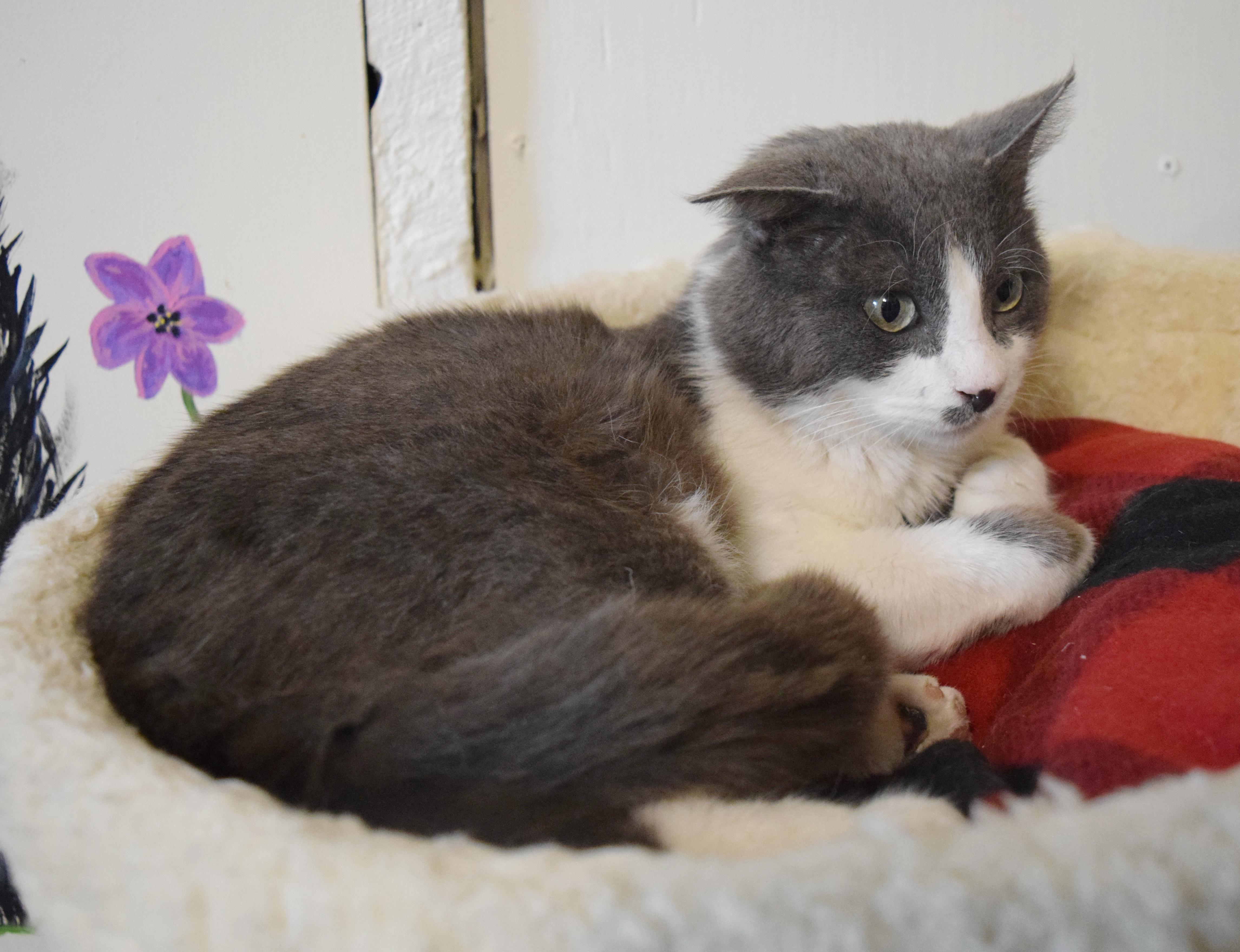 Enlarge Frisbee, an adopted mixed breed in Bulverde, TX image 2/6