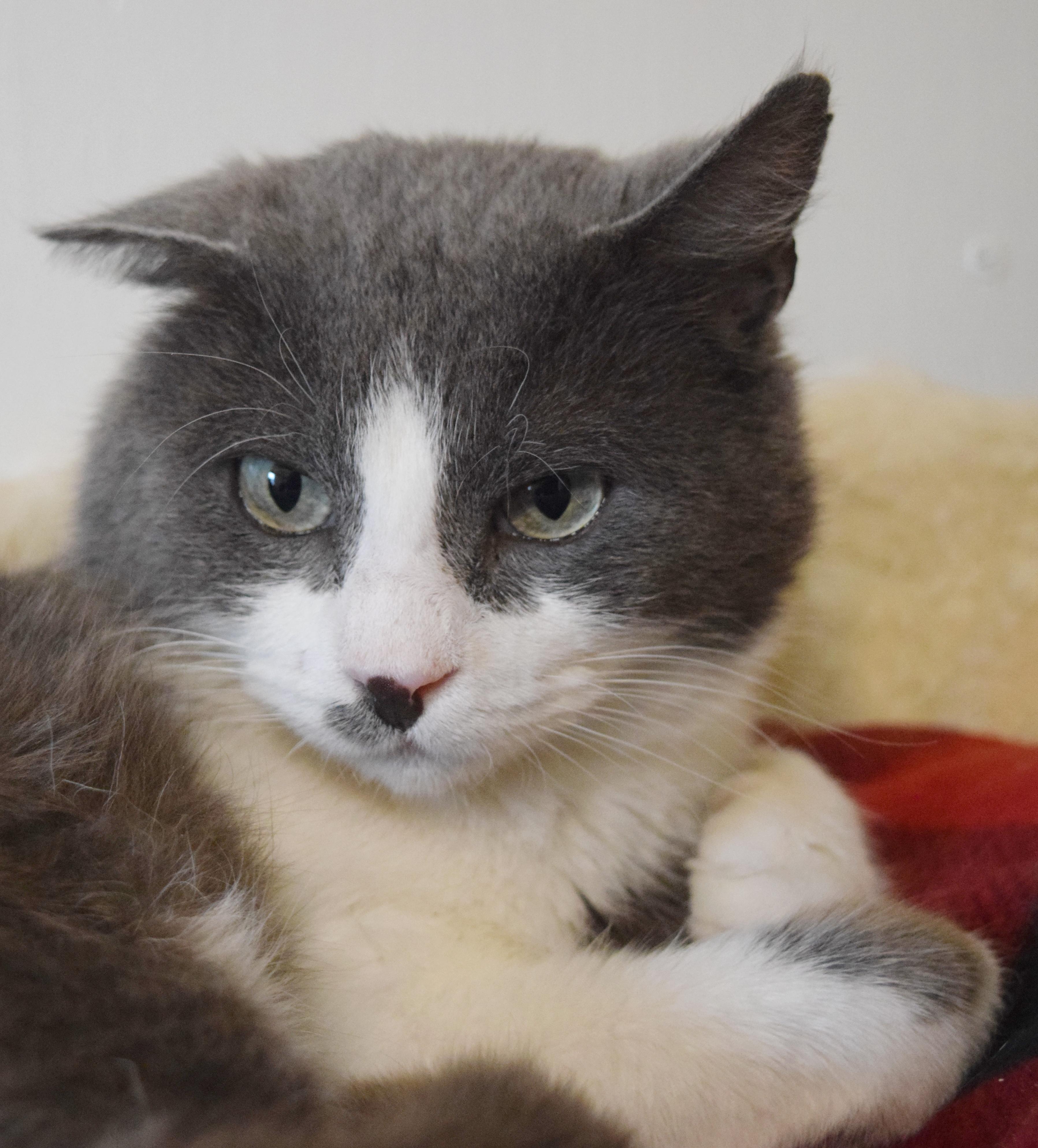 Enlarge Frisbee, an adopted mixed breed in Bulverde, TX image 6/6