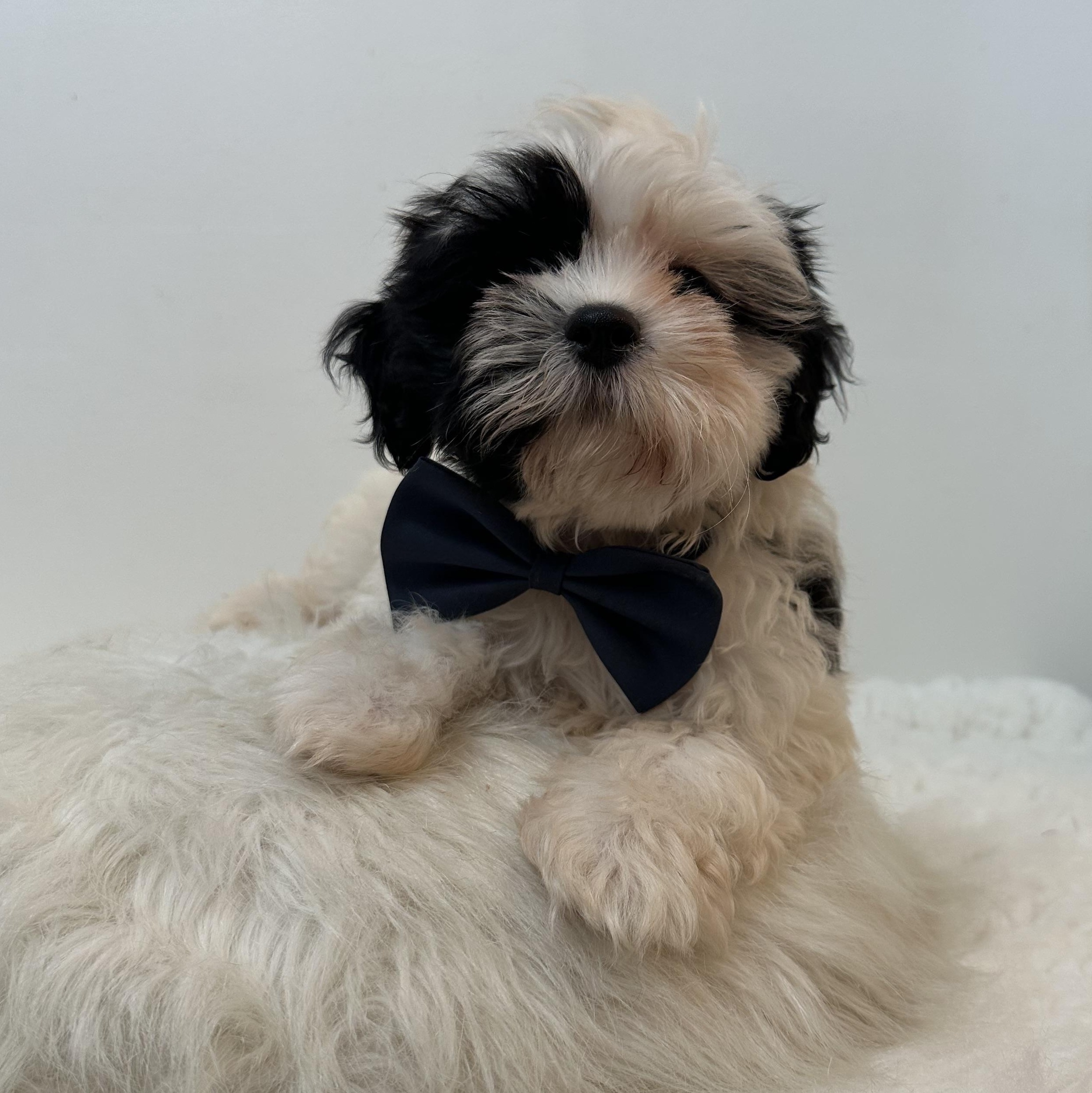 Charming, an adopted Shih poo in Wrightstown, NJ image 6/6