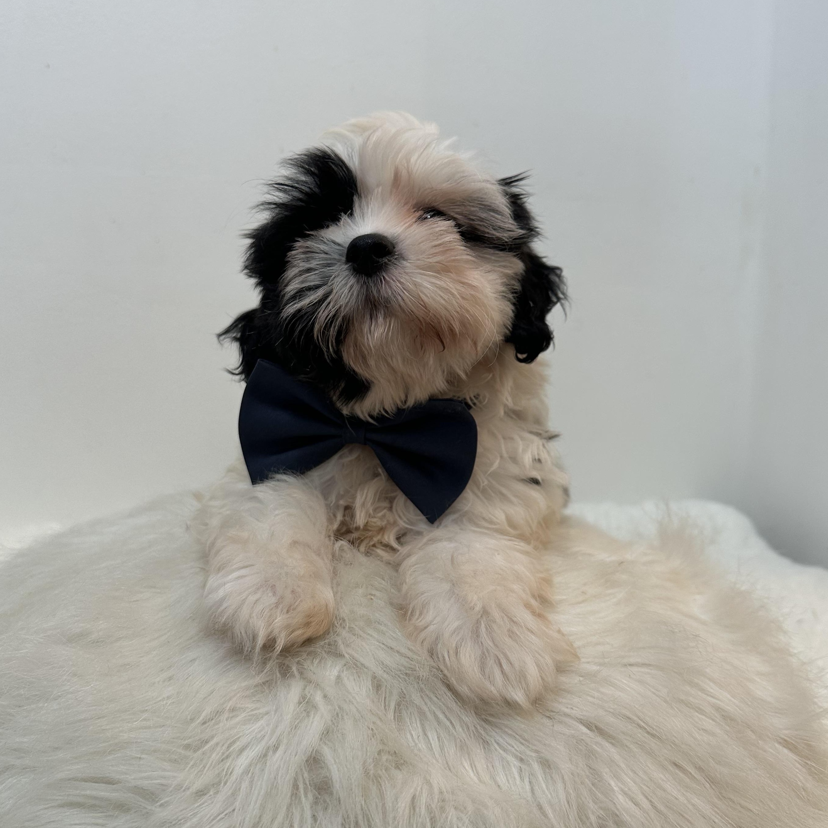 Charming, an adopted Shih poo in Wrightstown, NJ image 3/6