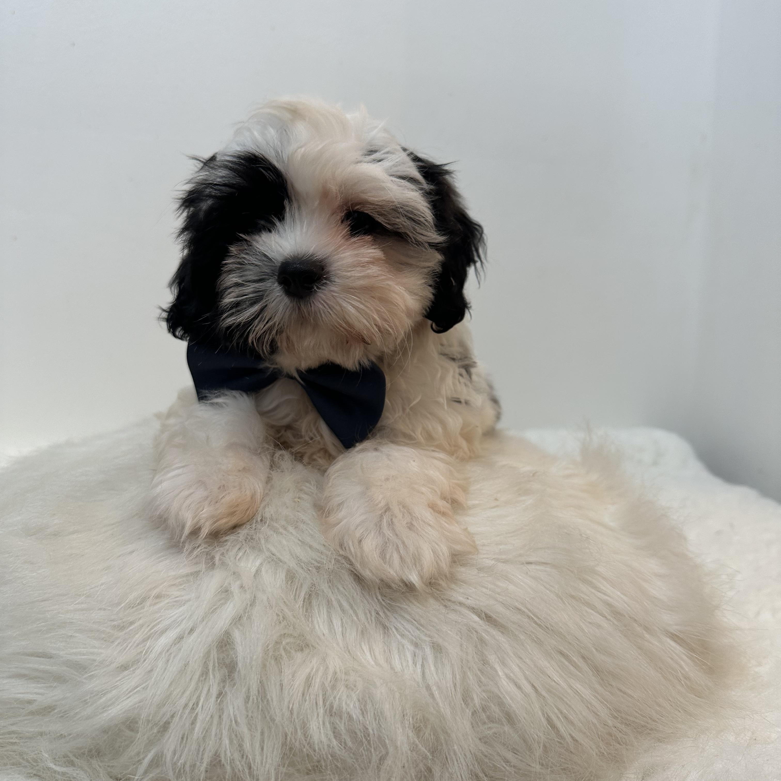 Charming, an adopted Shih poo in Wrightstown, NJ image 4/6