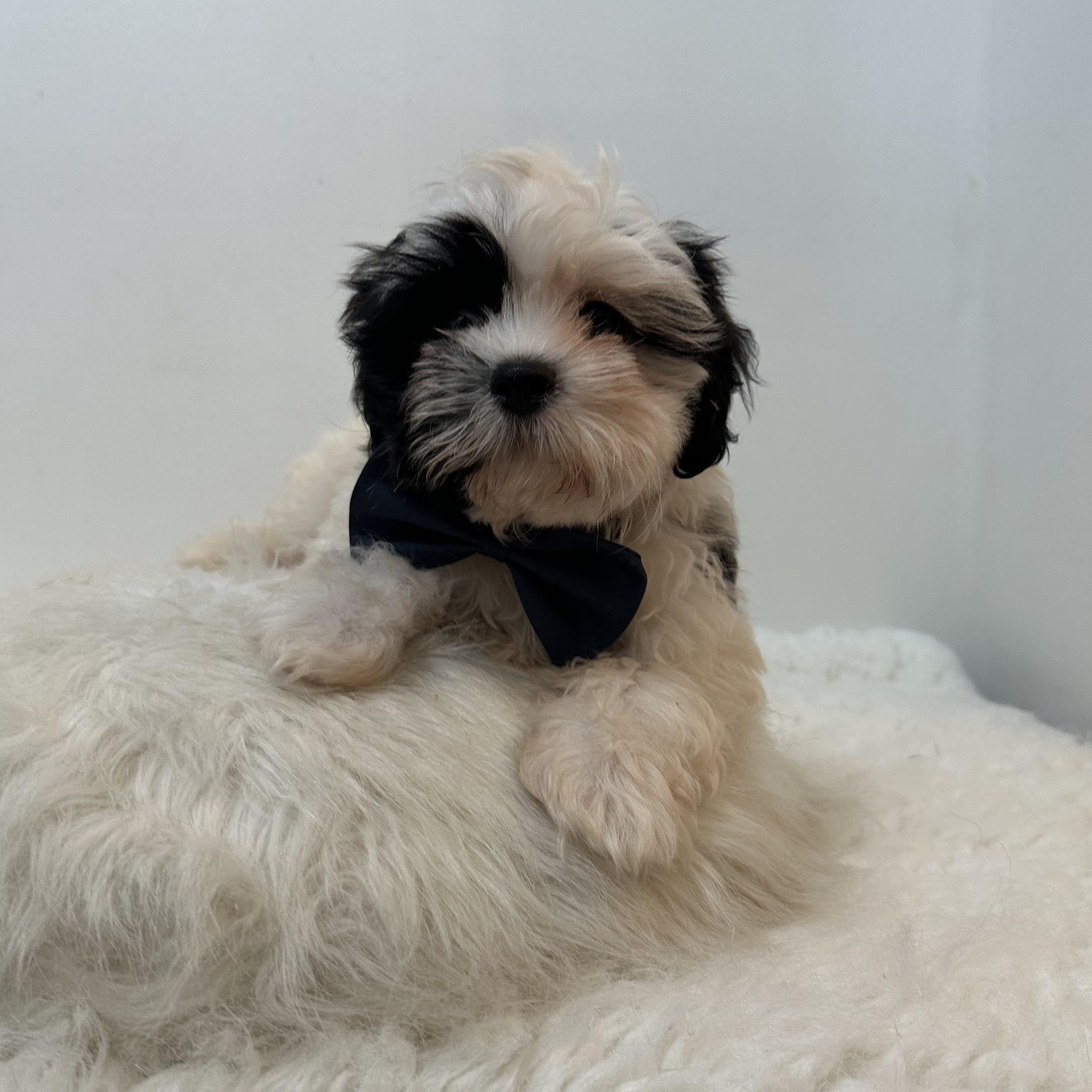 Charming, an adopted Shih poo in Wrightstown, NJ image 2/6