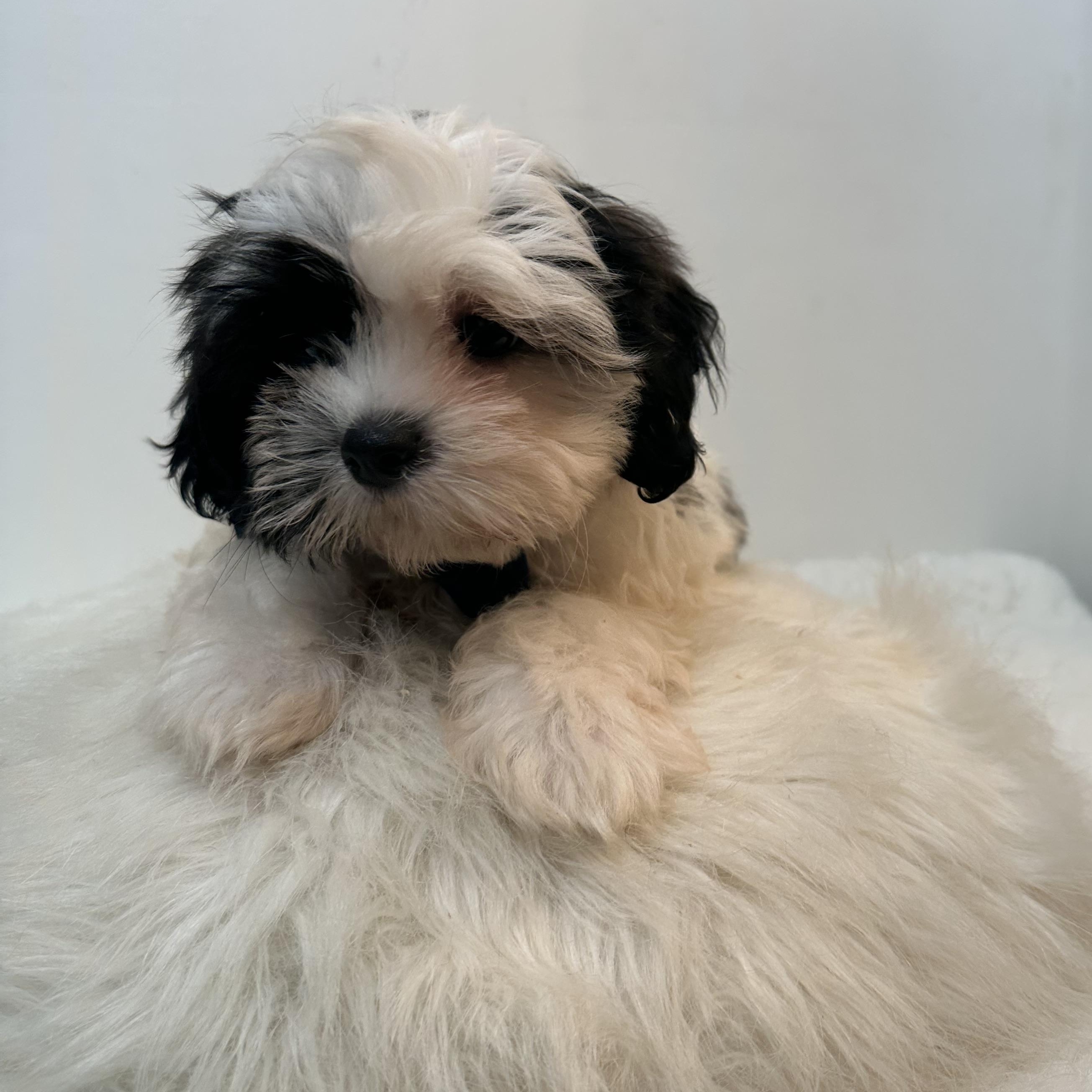 Charming, an adopted Shih poo in Wrightstown, NJ image 5/6
