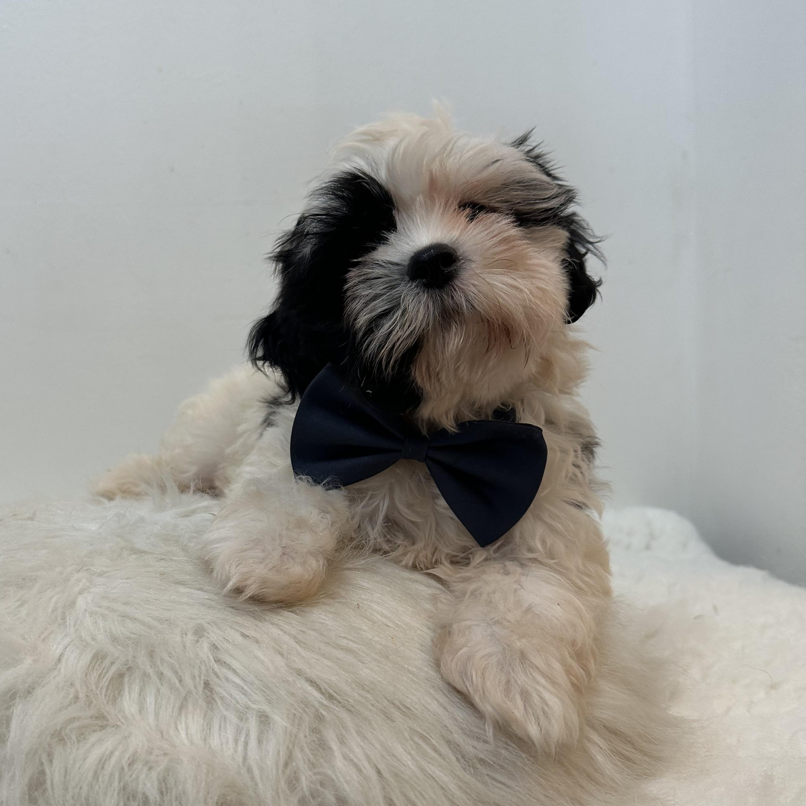 Charming, adopted, Puppy Male Shih poo.