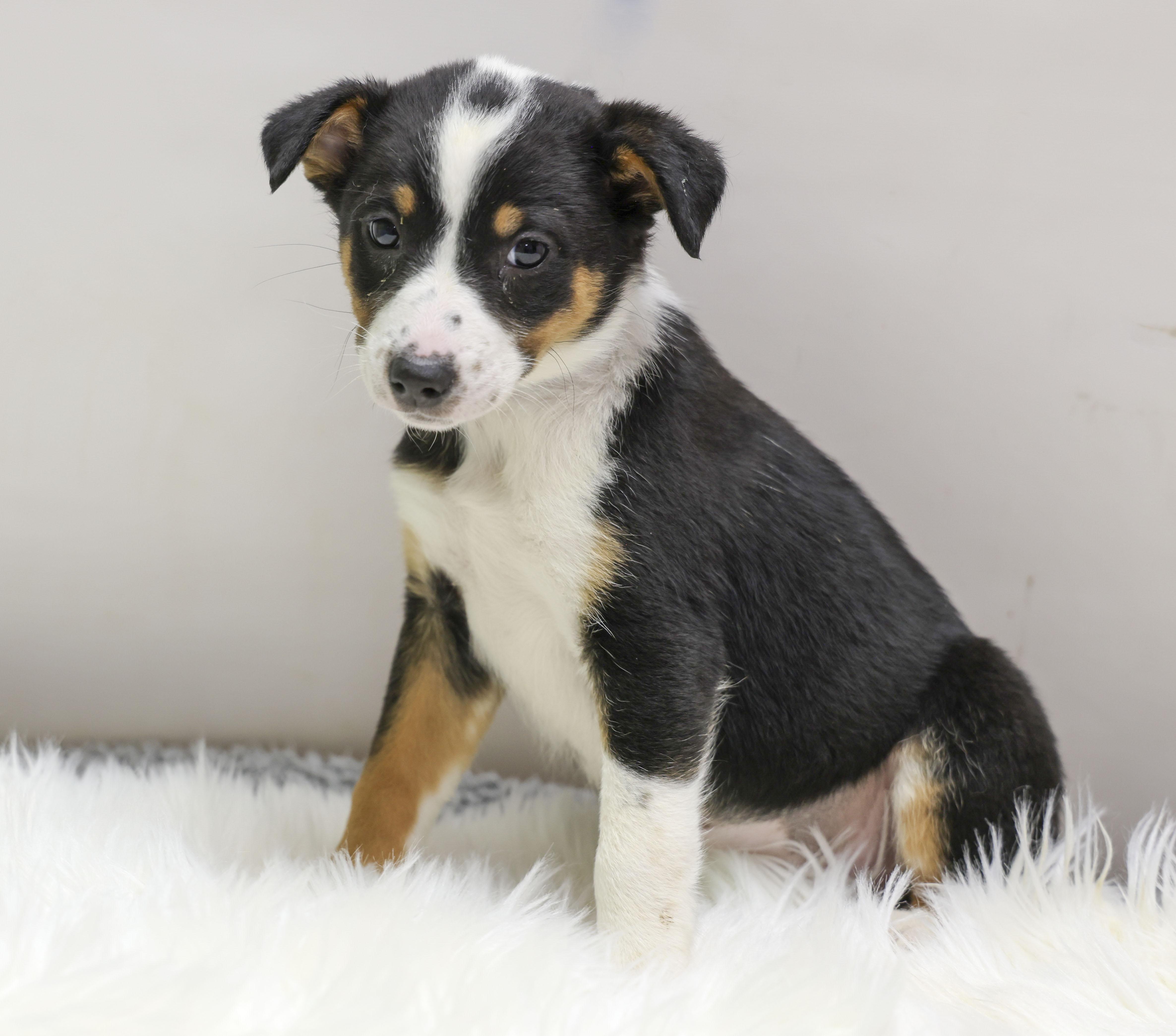 Enlarge The Cattle Dog Ladies -- Juno, a Adoptable mixed breed in Casa Grande, AZ image 2/3