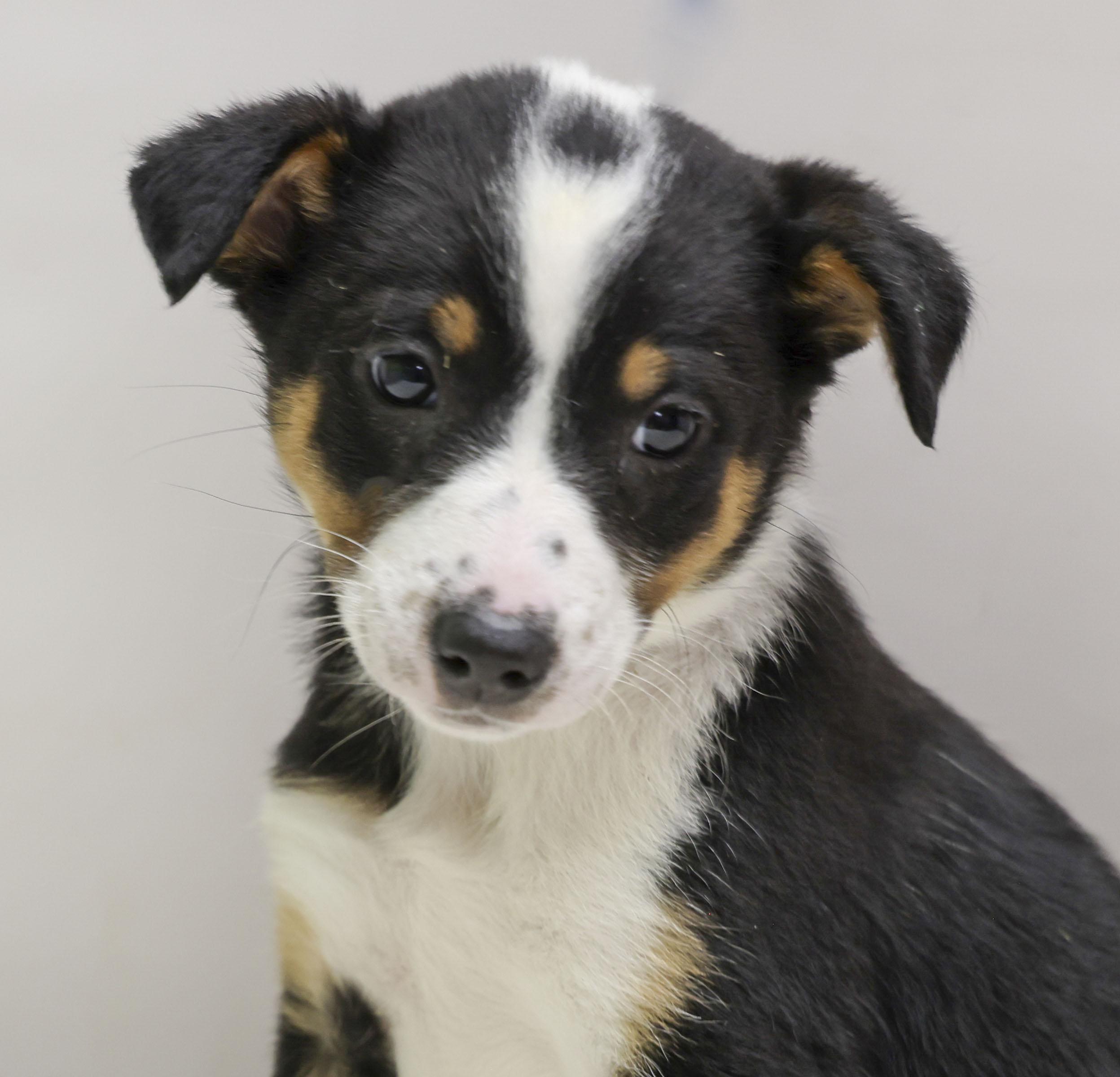Enlarge The Cattle Dog Ladies -- Juno, a Adoptable mixed breed in Casa Grande, AZ image 1/3