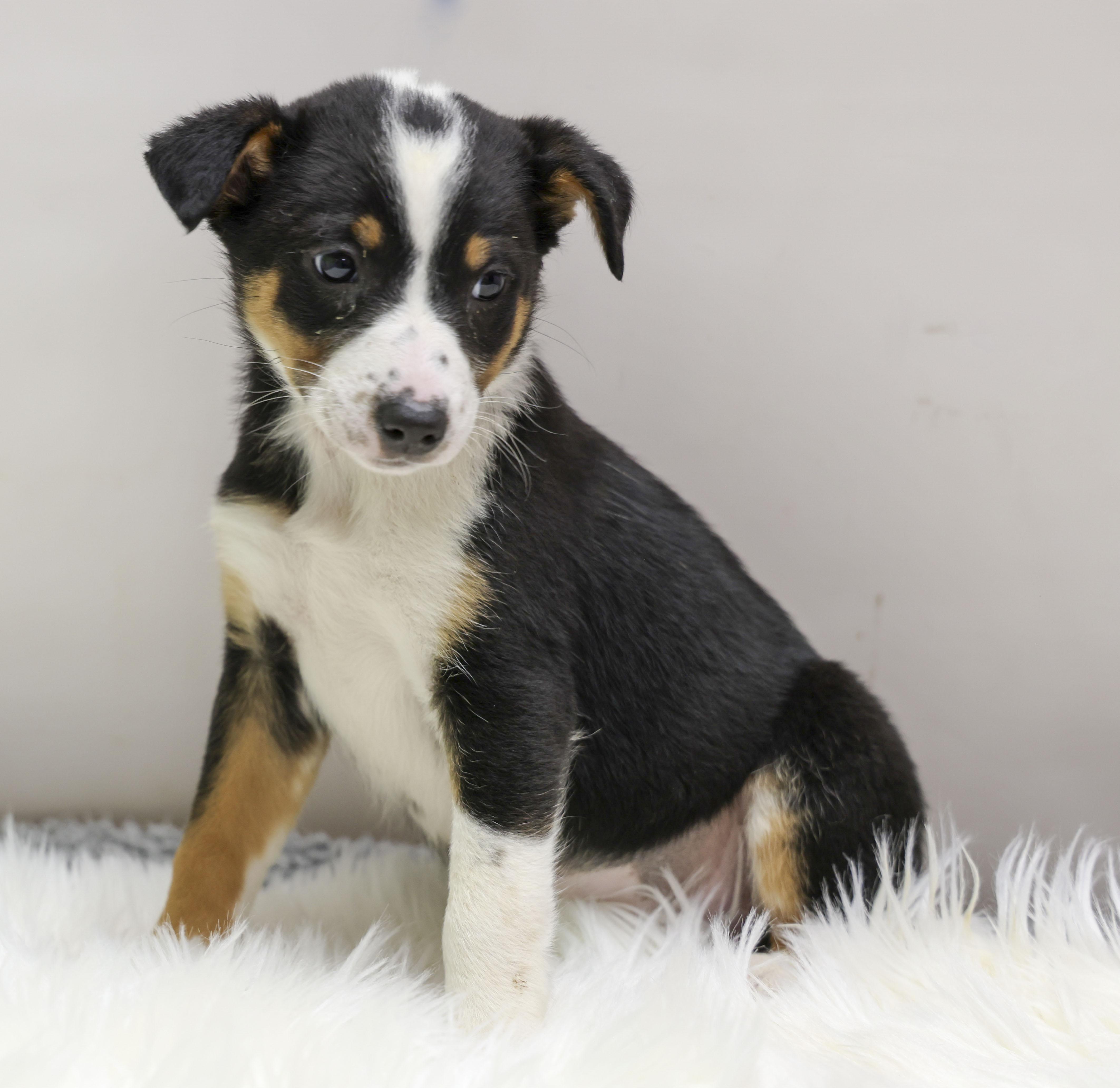 Enlarge The Cattle Dog Ladies -- Juno, a Adoptable mixed breed in Casa Grande, AZ image 3/3
