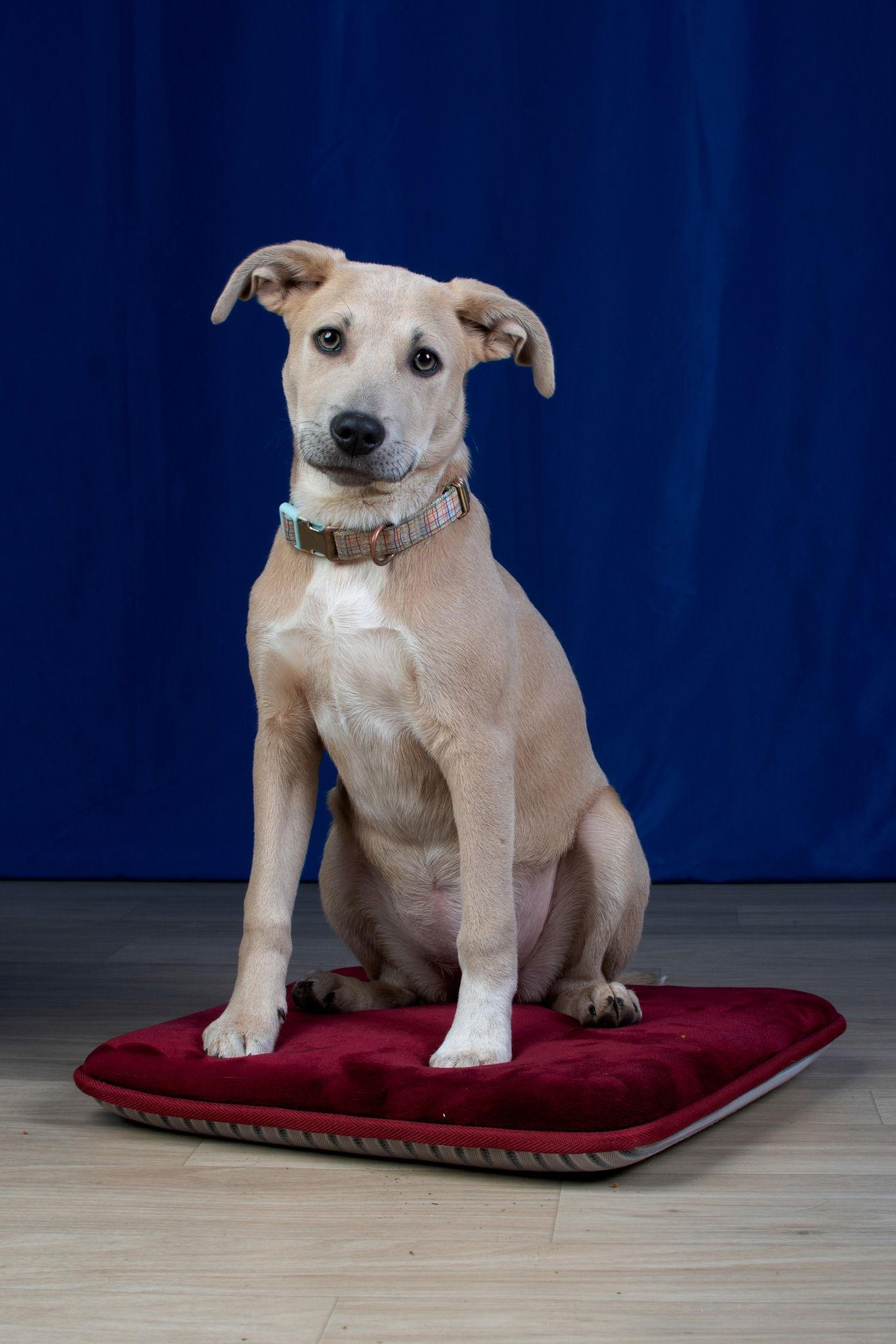 Enlarge JellyBean, a Adoptable mixed breed in Columbia, MD image 1/3