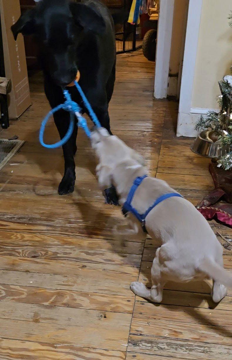 JellyBean, Adoptable, Puppy Female Australian Cattle Dog / Blue Heeler & Labrador Retriever.