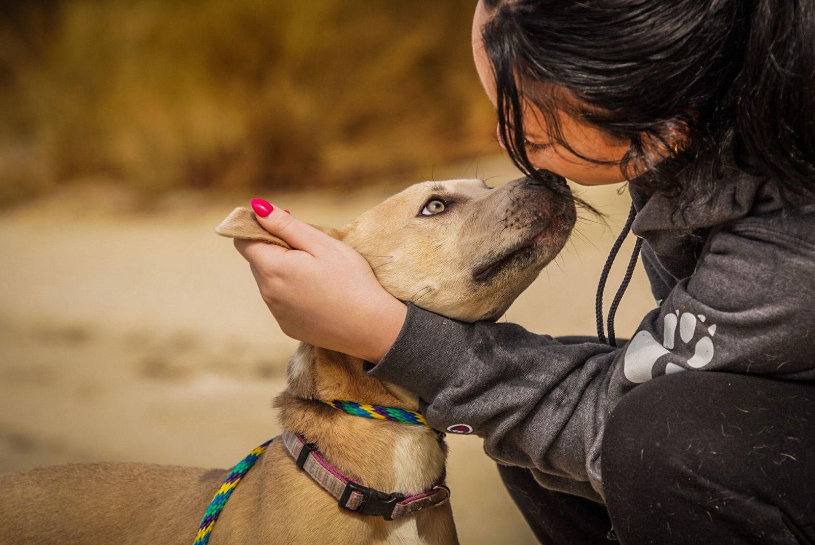 JellyBean, Adoptable, Puppy Female Australian Cattle Dog / Blue Heeler & Labrador Retriever.