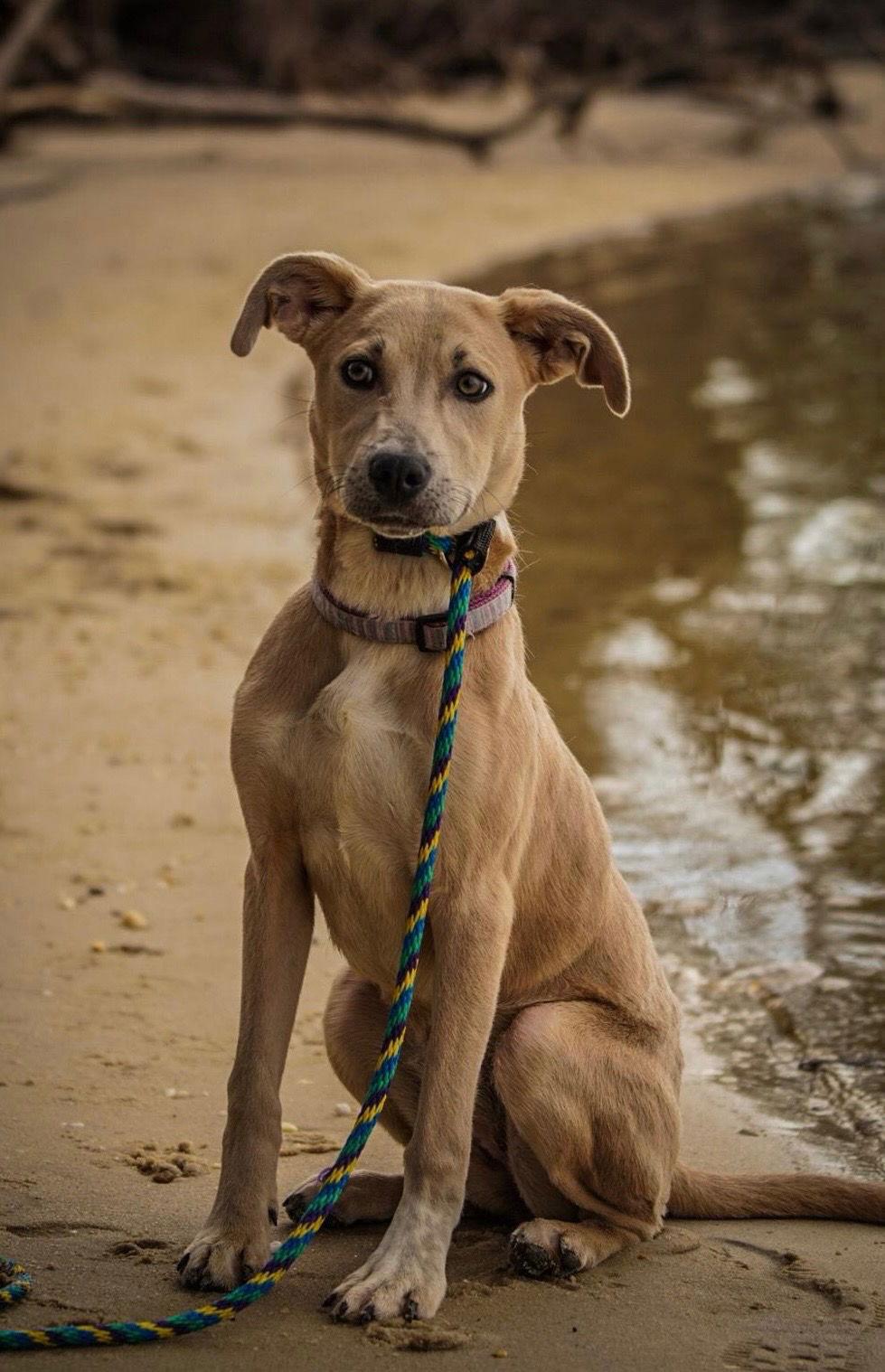 Enlarge JellyBean, a Adoptable mixed breed in Columbia, MD image 2/3