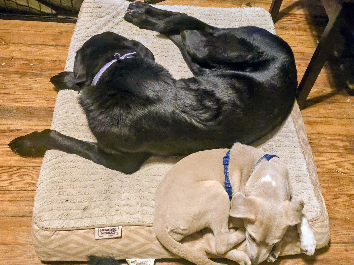 Enlarge JellyBean, a Adoptable mixed breed in Columbia, MD image 2/3