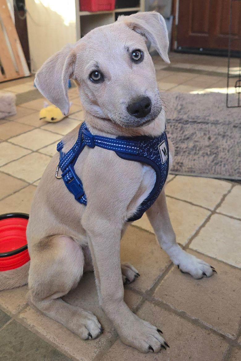 Enlarge JellyBean, a Adoptable mixed breed in Columbia, MD image 3/3