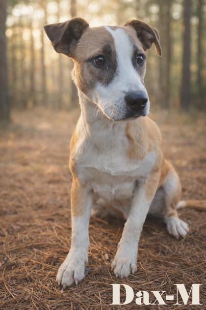 Enlarge Dax, a Adoptable mixed breed in Guntersville, AL image 1/1