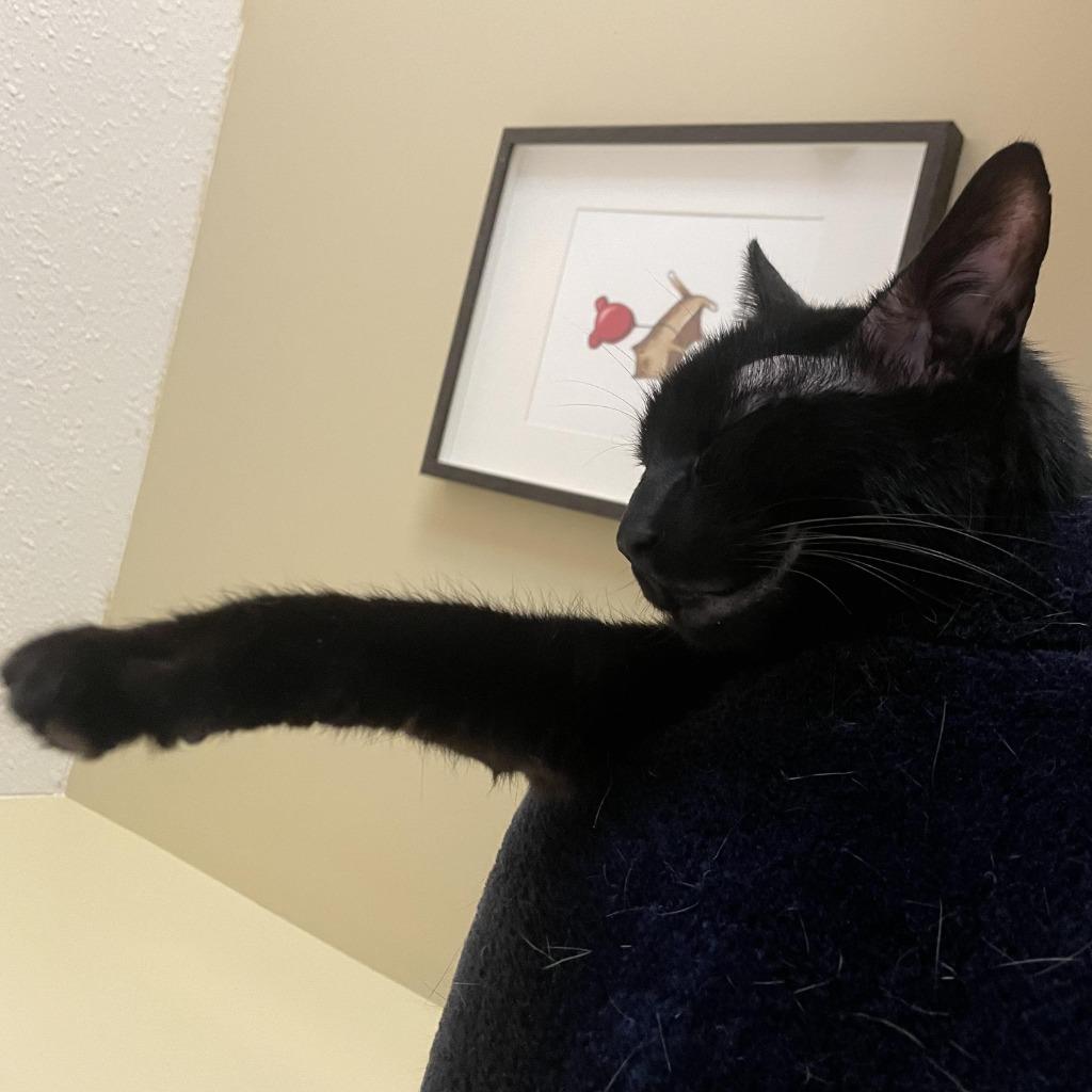 Enlarge Milo / Pumpkin 4, a Adoptable Domestic Short Hair in Arthur, ON image 1/6