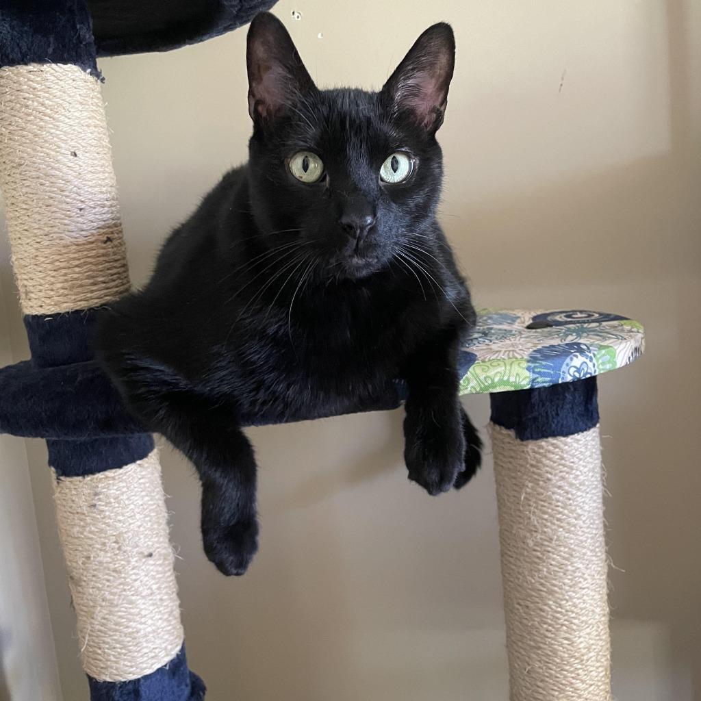 Milo, Adoptable, Adult Male Domestic Short Hair.