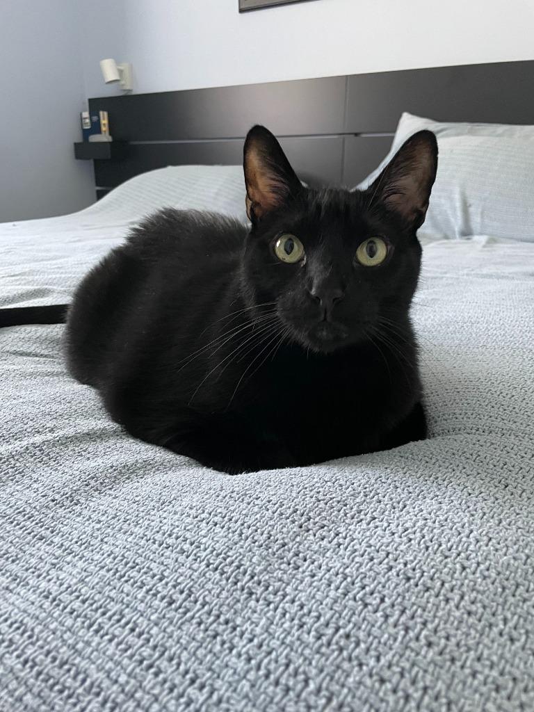 Enlarge Milo, a Adoptable Domestic Short Hair in Arthur, ON image 2/5