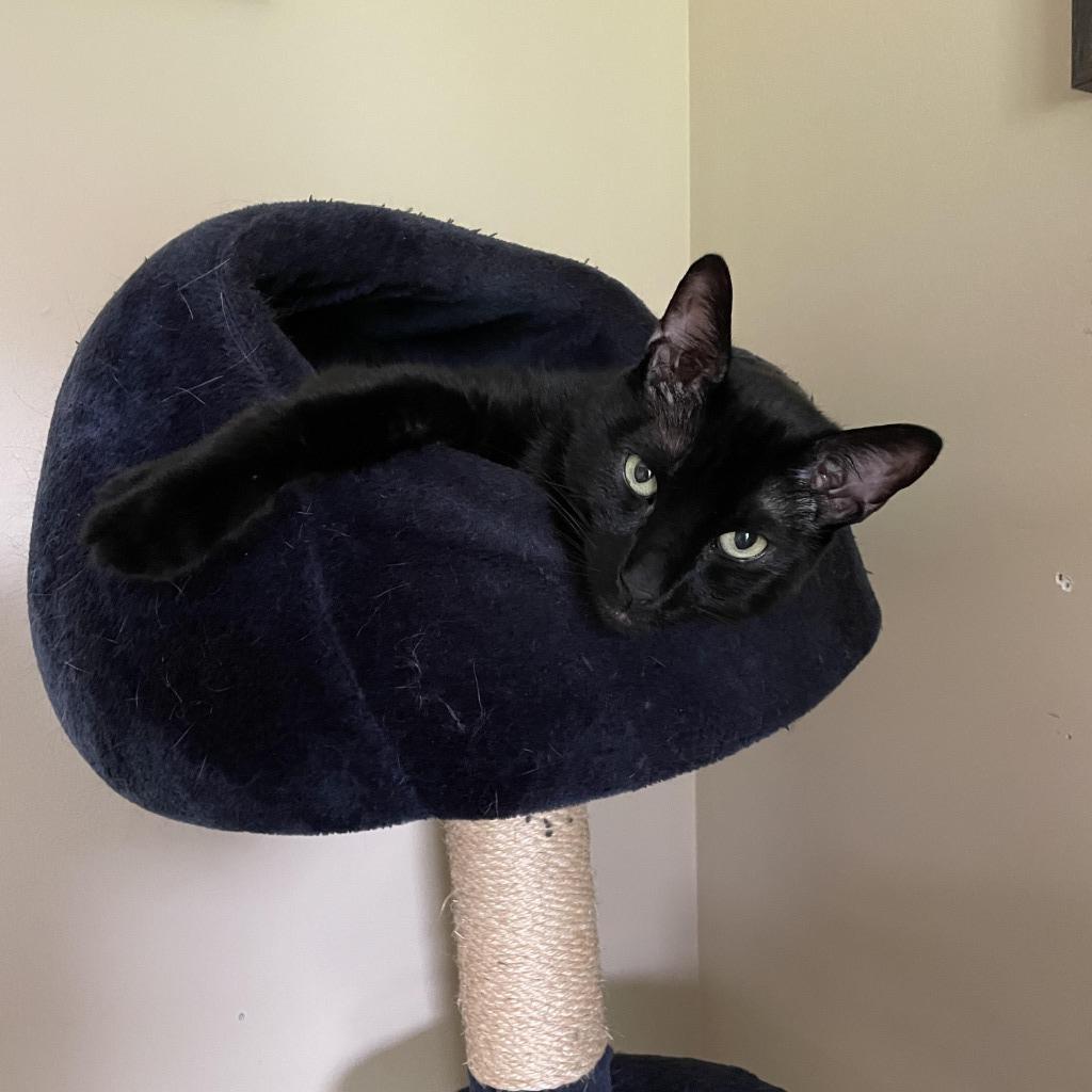 Enlarge Milo, a Adoptable Domestic Short Hair in Arthur, ON image 3/5