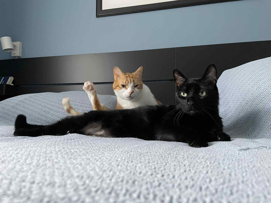 Enlarge Milo / Pumpkin 4, a Adoptable Domestic Short Hair in Arthur, ON image 5/6