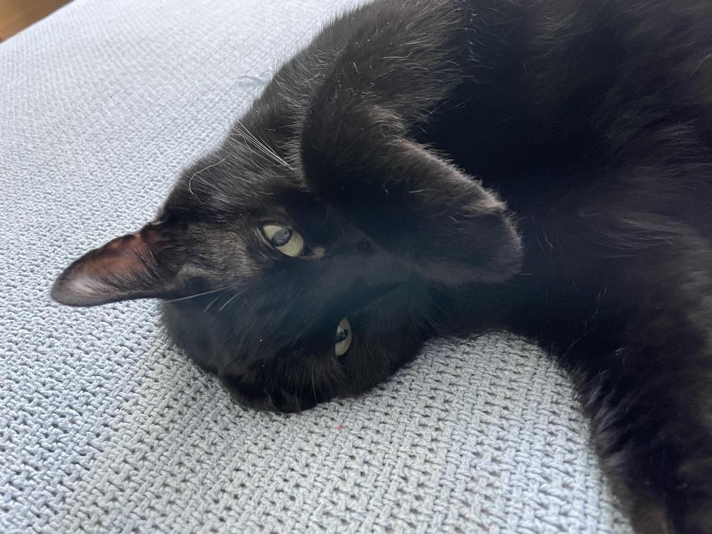 Enlarge Milo / Pumpkin 4, a Adoptable Domestic Short Hair in Arthur, ON image 6/6