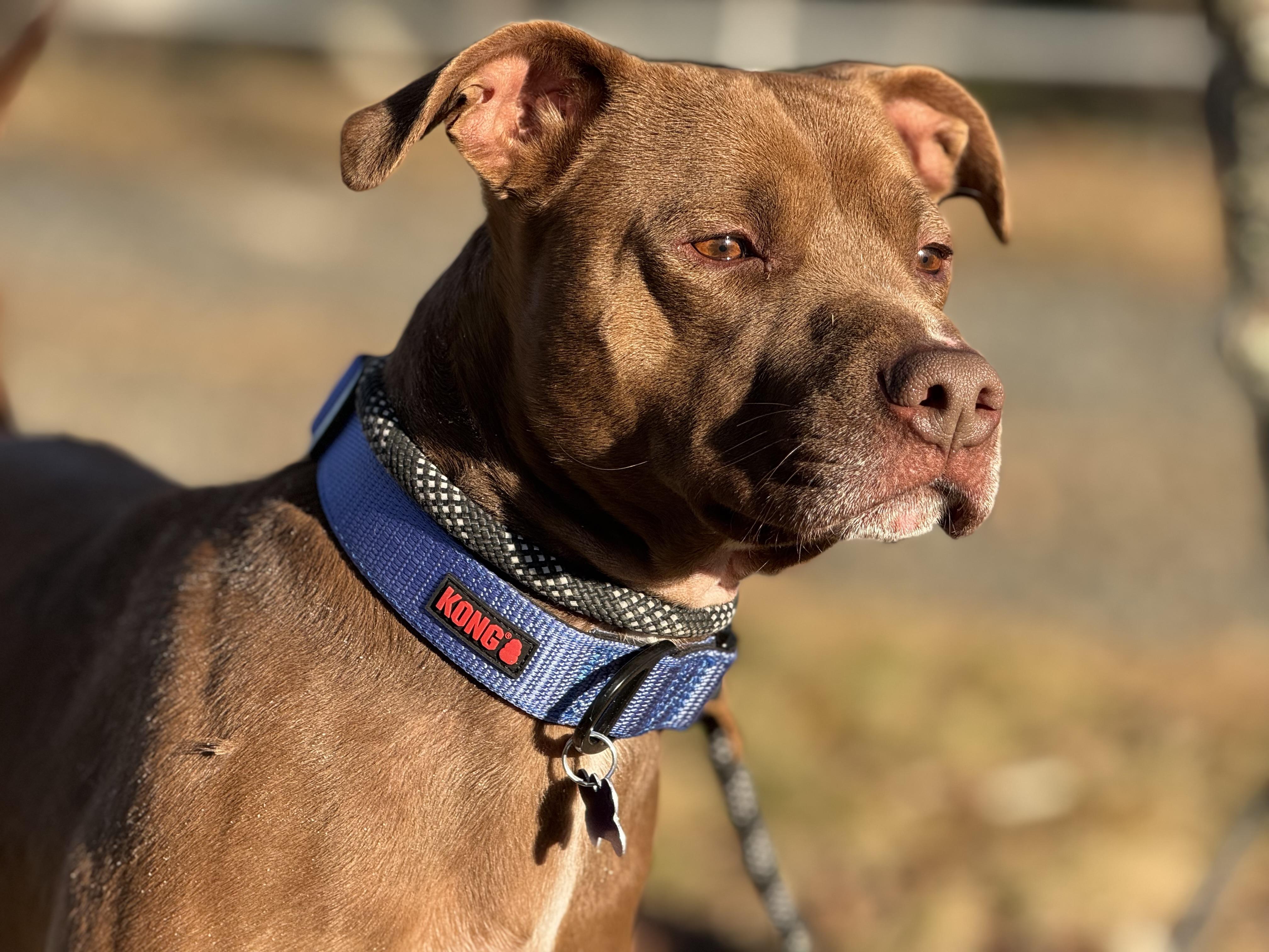 Enlarge Bean, a ADOPTABLE mixed breed in Bakersville, NC image 3/6