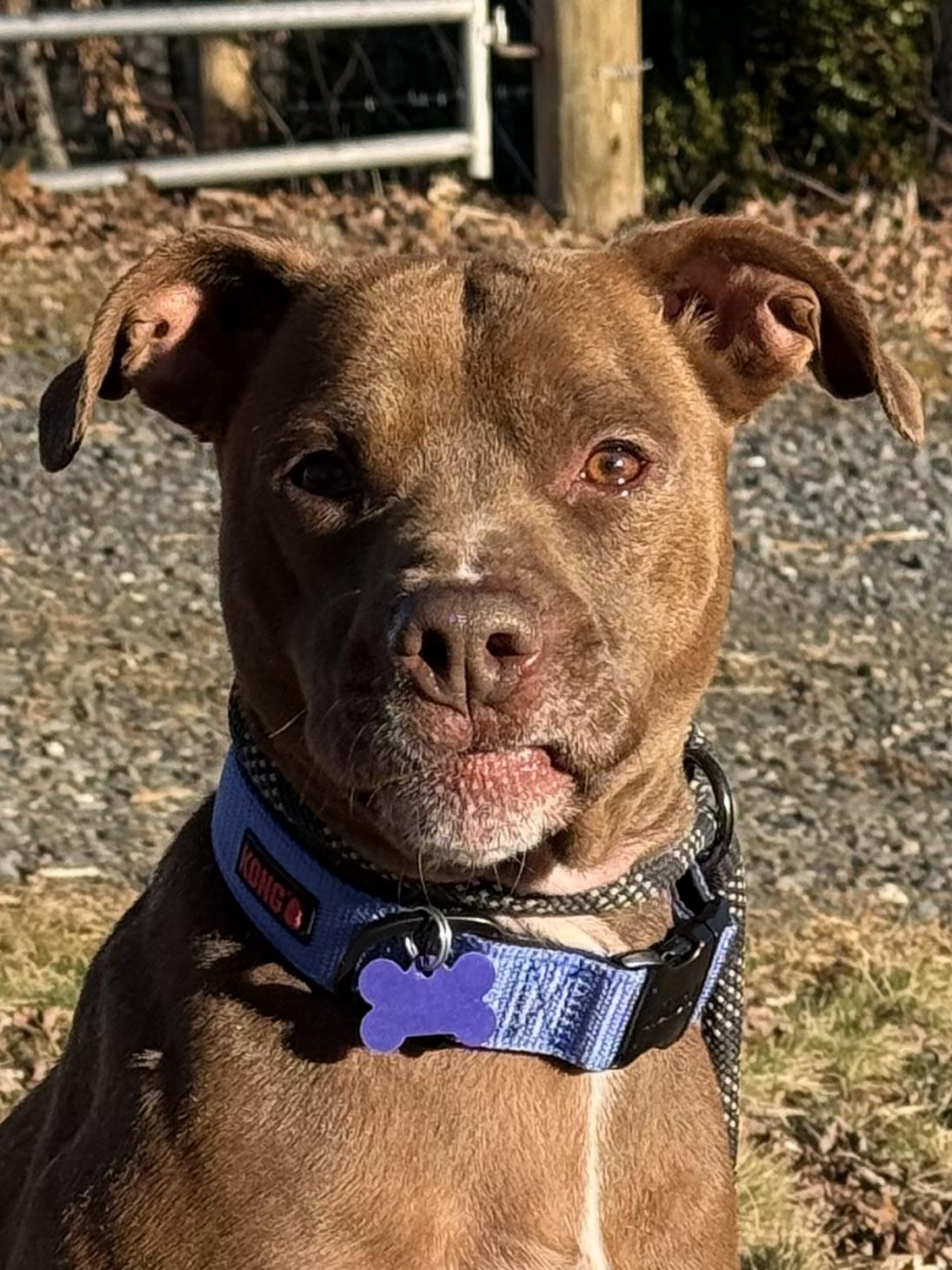 Bean, ADOPTABLE, Adult Male Pit Bull Terrier.