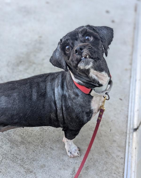 Khloe, a Adoptable mixed breed in Santa Rosa, CA image 1/6