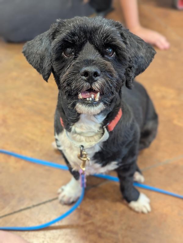 Khloe, a Adoptable mixed breed in Santa Rosa, CA image 2/6