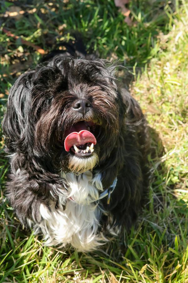 Khloe, a Adoptable mixed breed in Santa Rosa, CA image 3/6