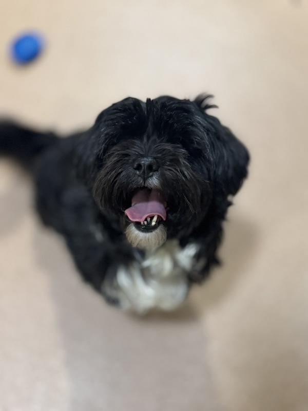 Khloe, a Adoptable mixed breed in Santa Rosa, CA image 4/6