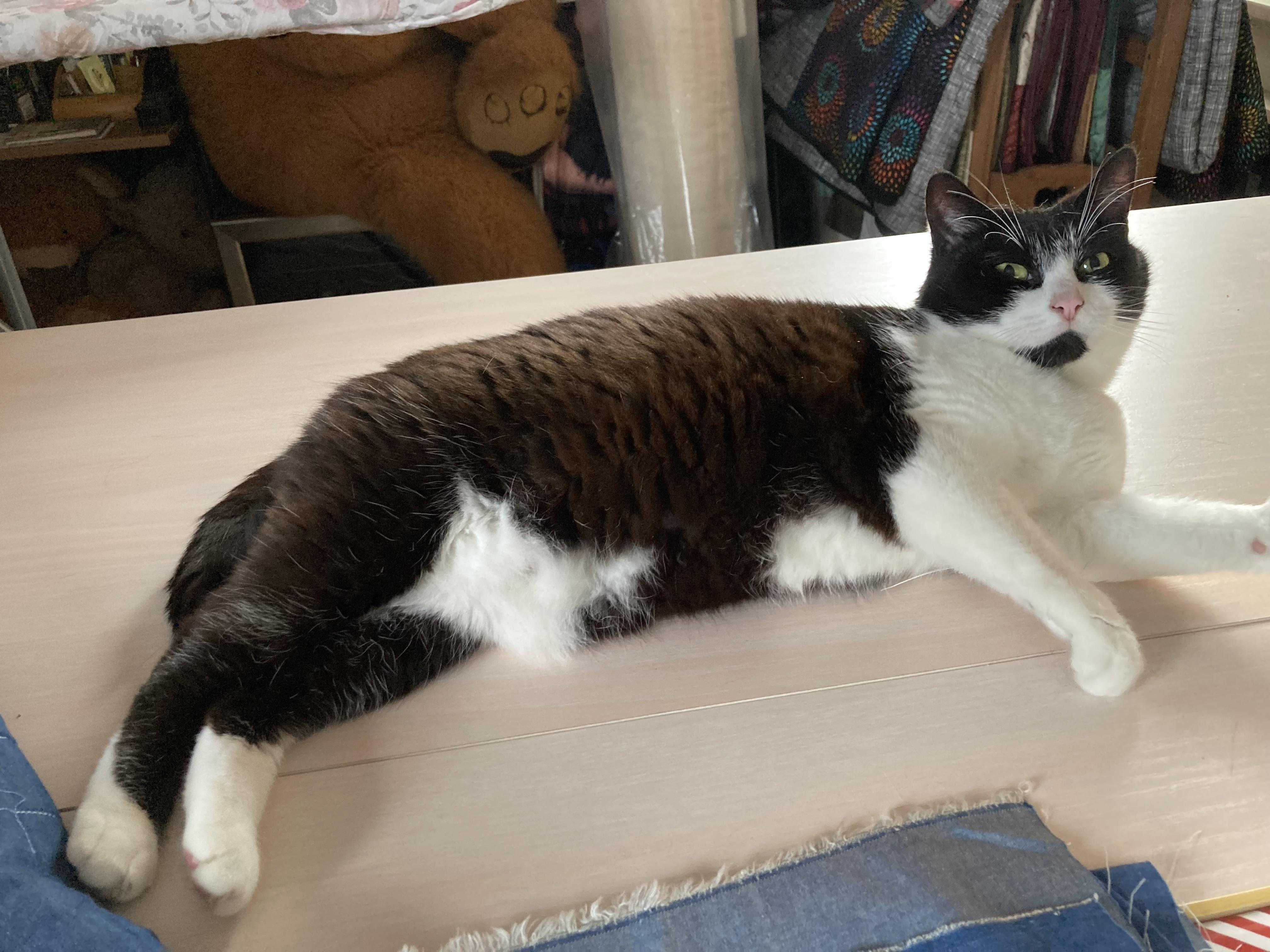 Enlarge Oreo, a Adopted Domestic Short Hair in Puyallup, WA image 3/5