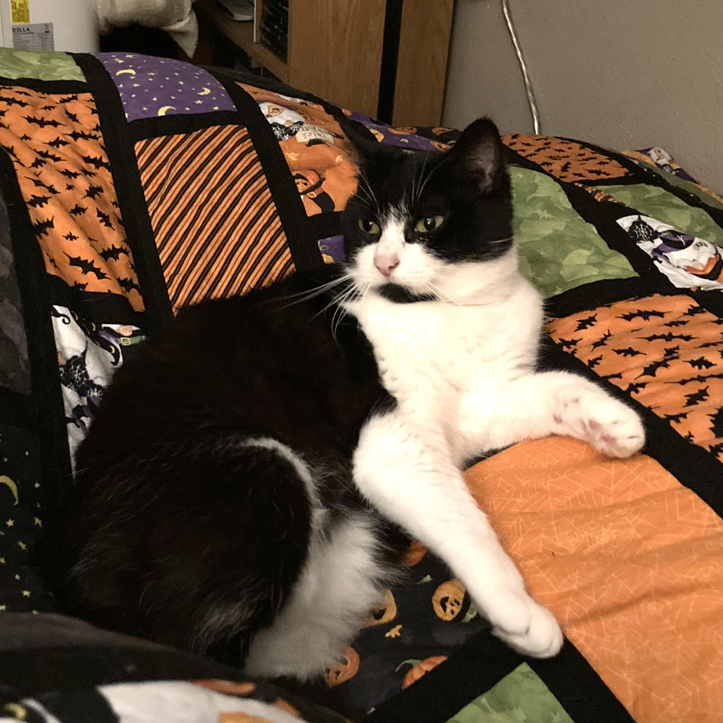 Oreo, Adopted, Adult Female Domestic Short Hair.
