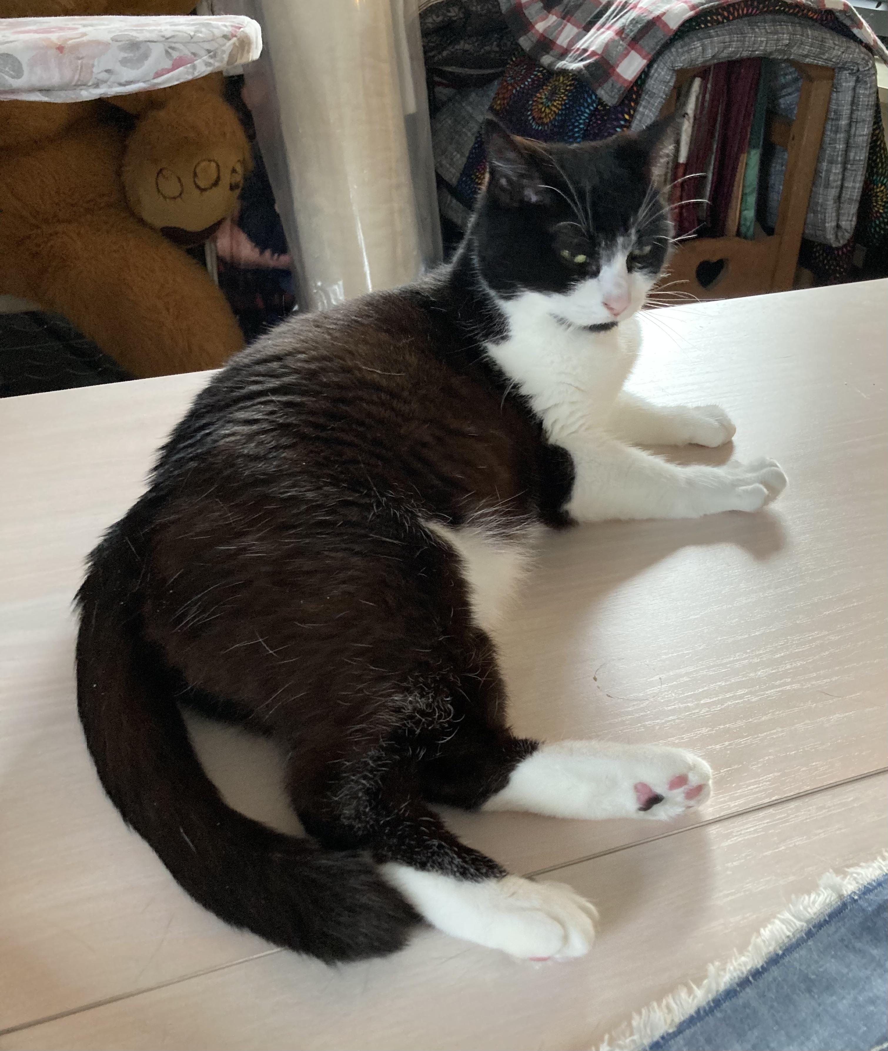 Enlarge Oreo, a Adopted Domestic Short Hair in Puyallup, WA image 4/5