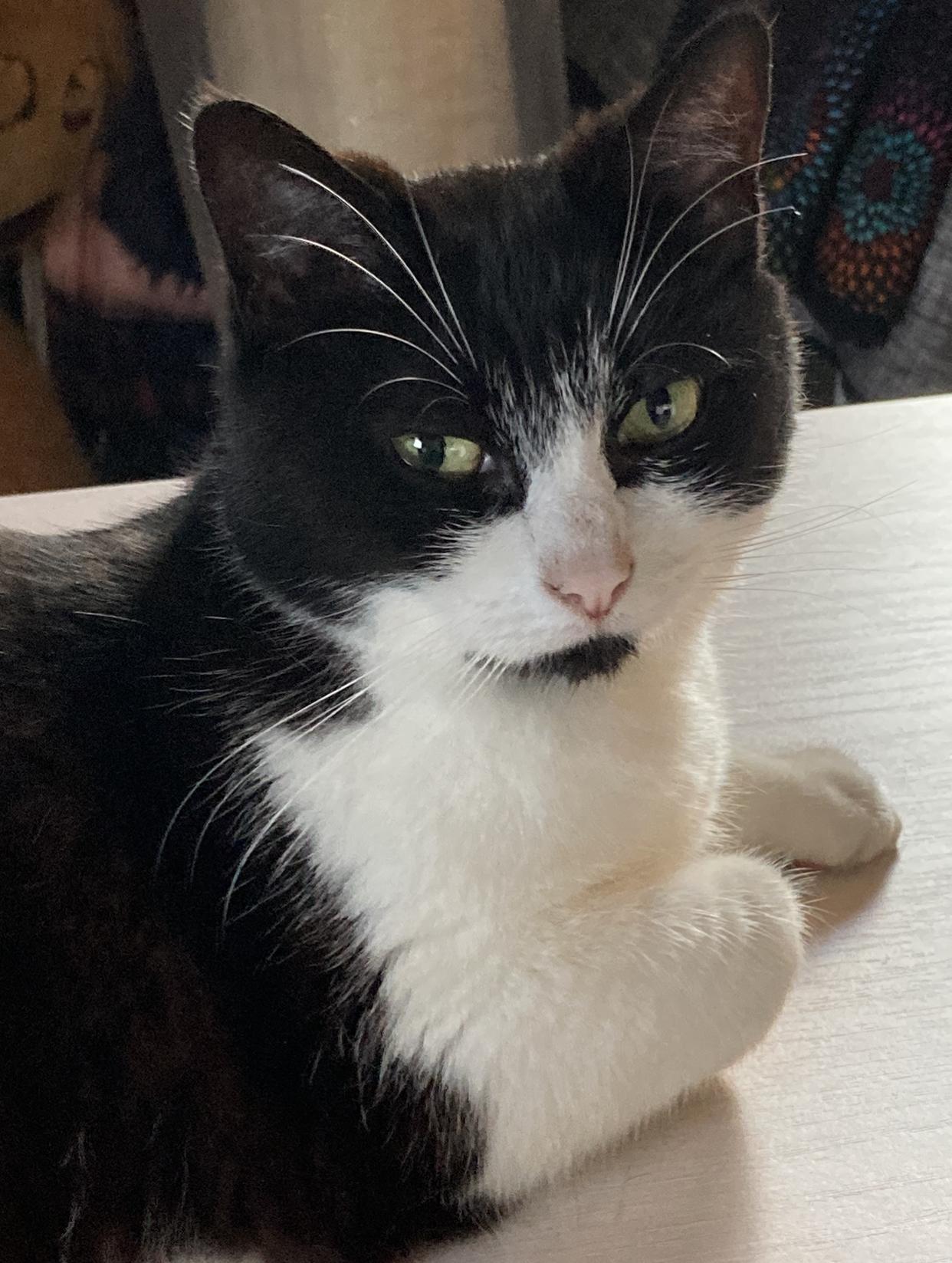 Enlarge Oreo, a Adopted Domestic Short Hair in Puyallup, WA image 2/5