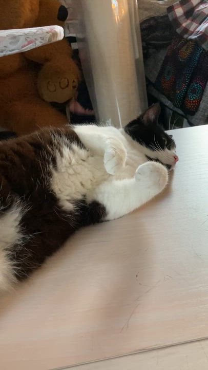 Enlarge Oreo, a Adopted Domestic Short Hair in Puyallup, WA video 5/5