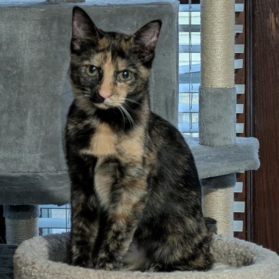 Brittany , a ADOPTABLE Domestic Short Hair in Reisterstown, MD image 2/4