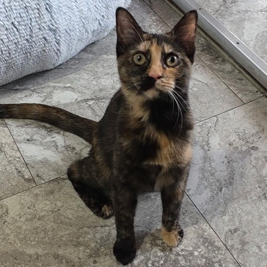 Brittany , ADOPTABLE, Kitten Female Domestic Short Hair.