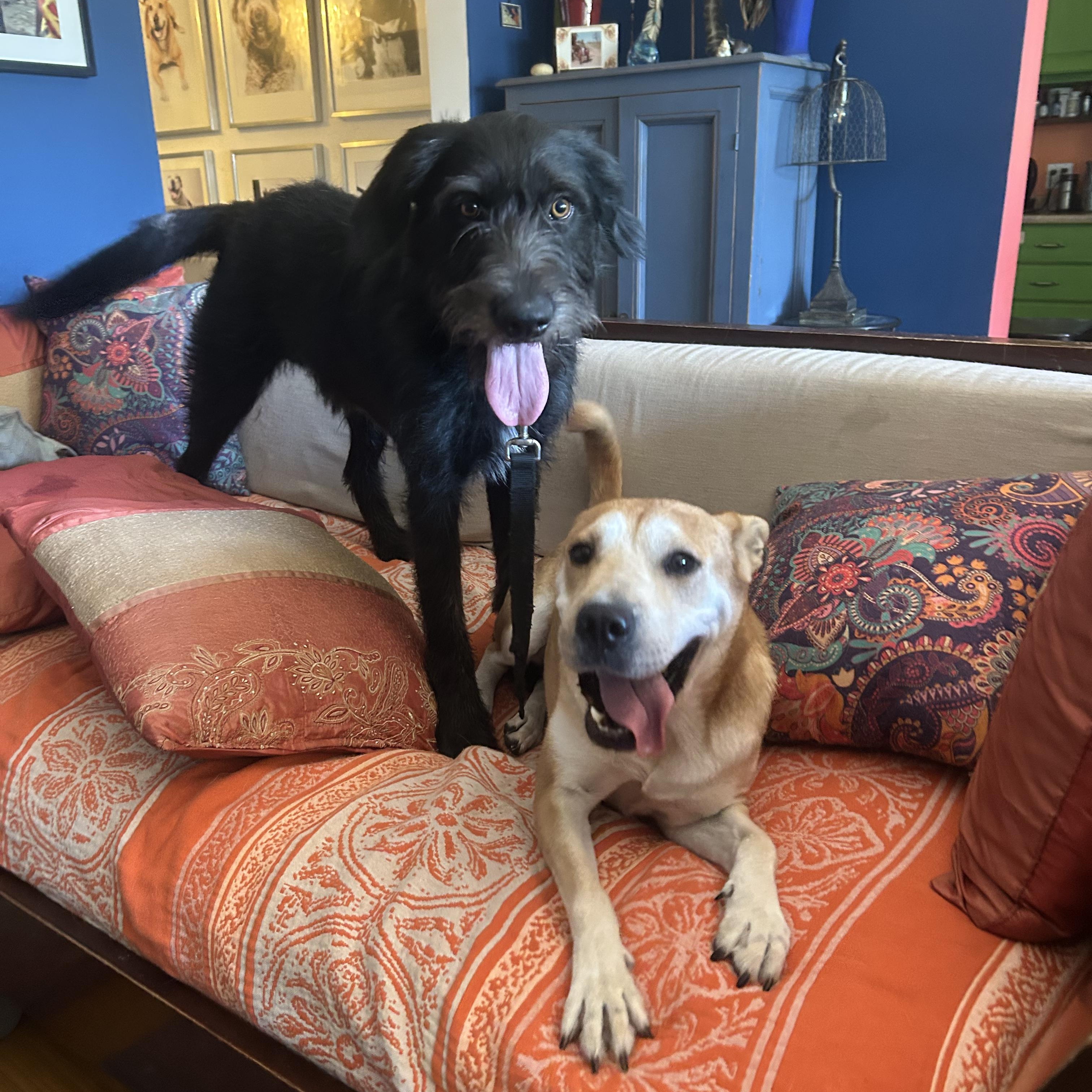 Enlarge Lola - 34 pounds!, an adoptable mixed breed in Burbank, CA image 6/6