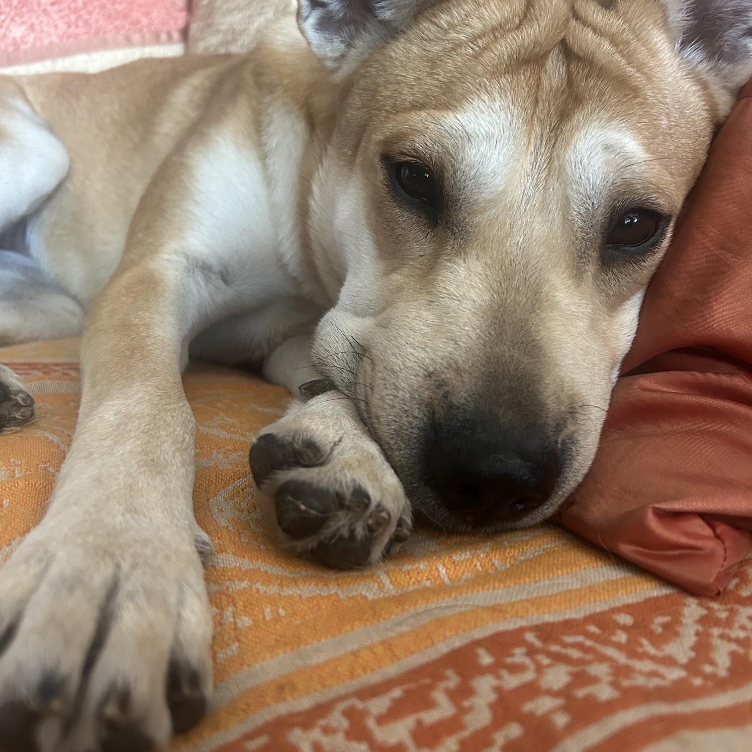 Lola - 34 pounds!, a Adoptable mixed breed in Burbank, CA image 6/6