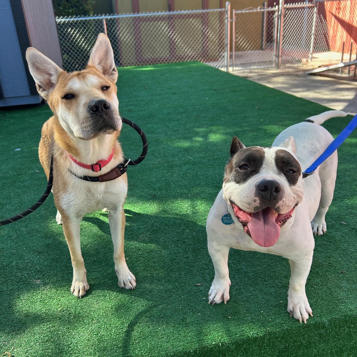 Enlarge Lola - 34 pounds!, a Adoptable mixed breed in Burbank, CA image 5/6