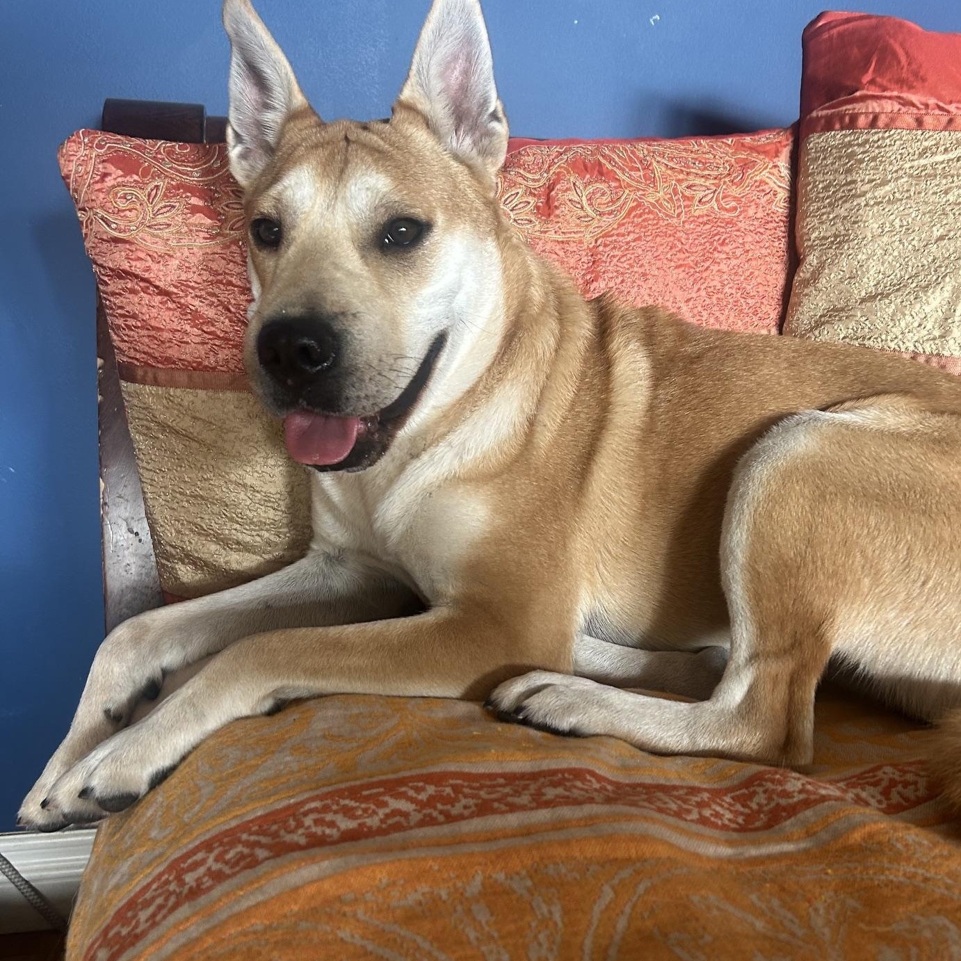 Lola - 34 pounds!, a Adoptable mixed breed in Burbank, CA image 1/6