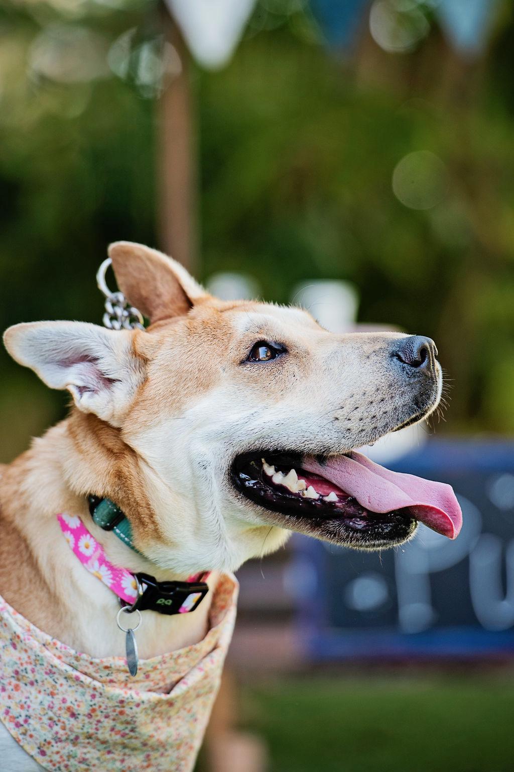 Lola - 34 pounds!, adoptable, Young Female Shar-Pei & Corgi.