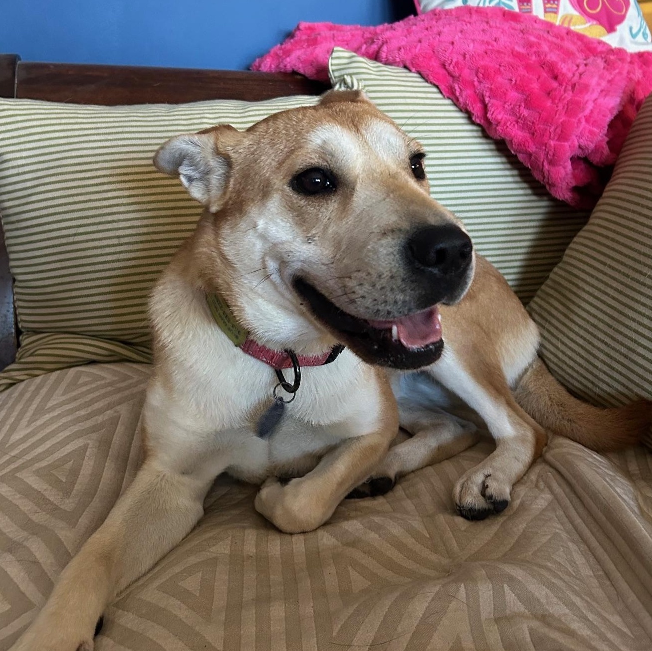 Enlarge Lola - 34 pounds!, a Adoptable mixed breed in Burbank, CA image 4/6