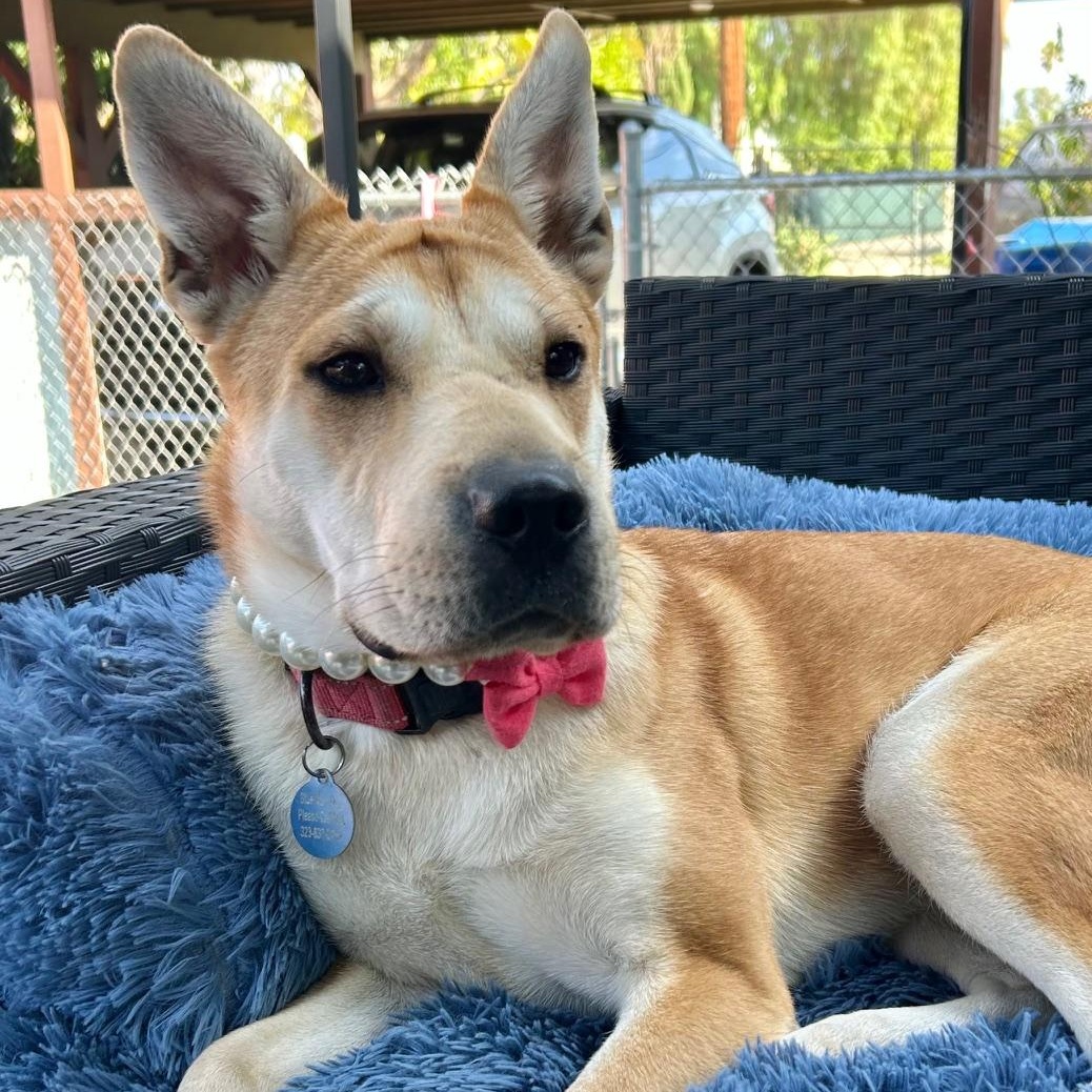 Lola - 34 pounds!, Adoptable, Young Female Labrador Retriever & Shar-Pei.